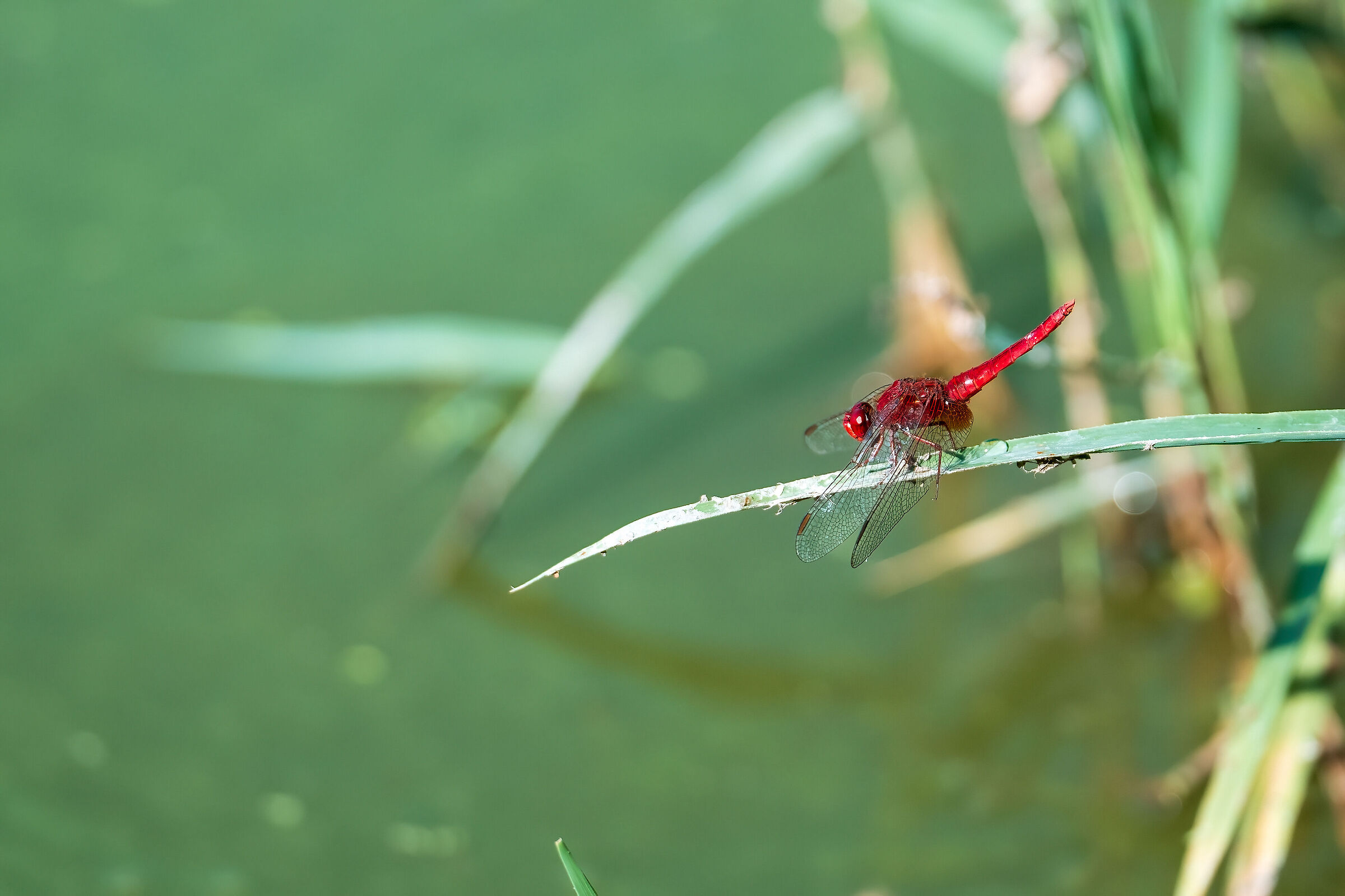 Red dragonfly (Crocothemis erythraea)