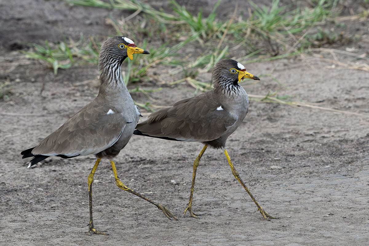 Pavoncelle del Senegal