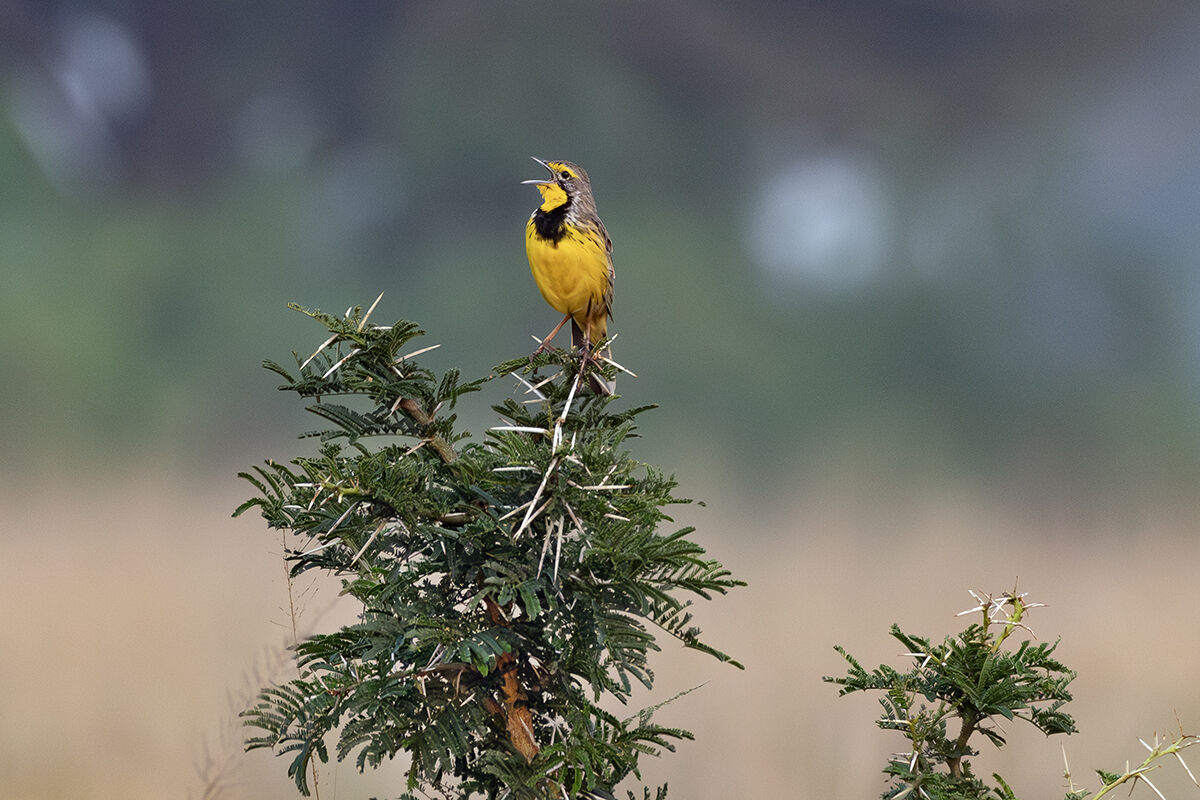 Zampagrossa golagialla