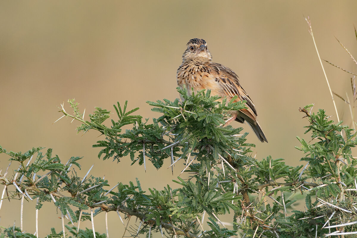Allodola di macchia nucarossiccia