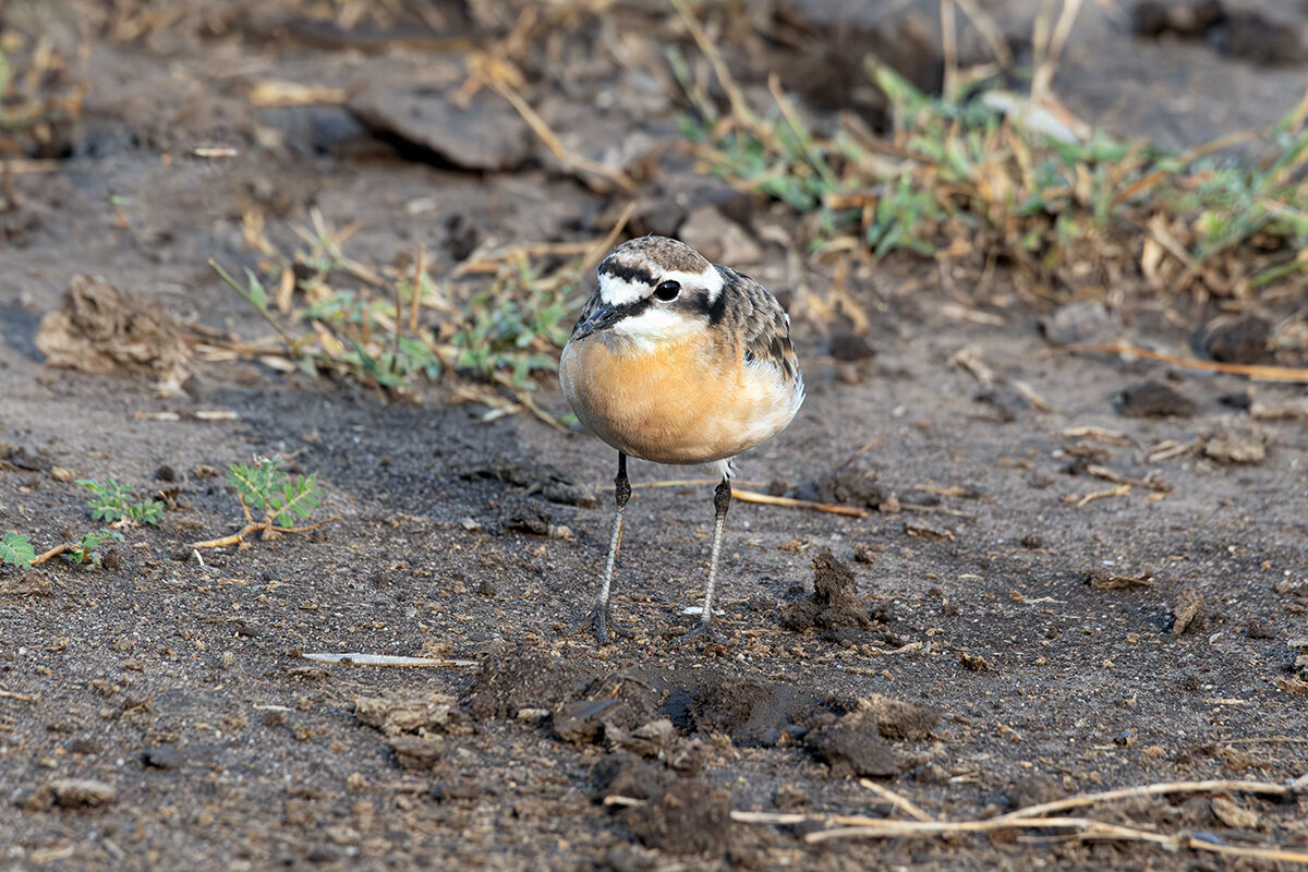 Corriere di Kittlitz