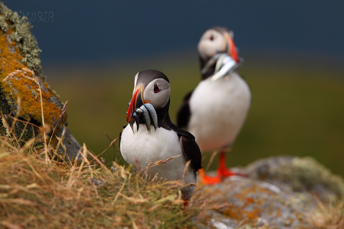 L'Atlantic Puffin