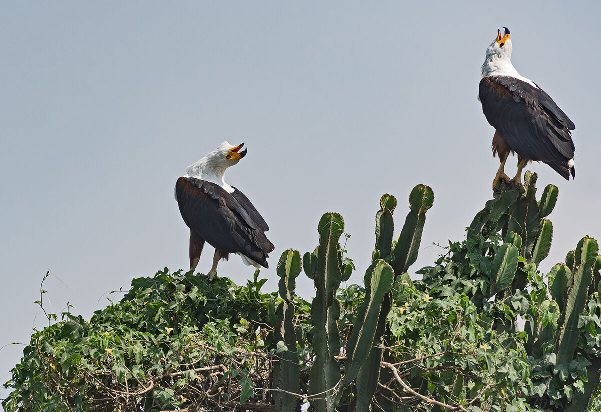 Aquile pescatrici africane