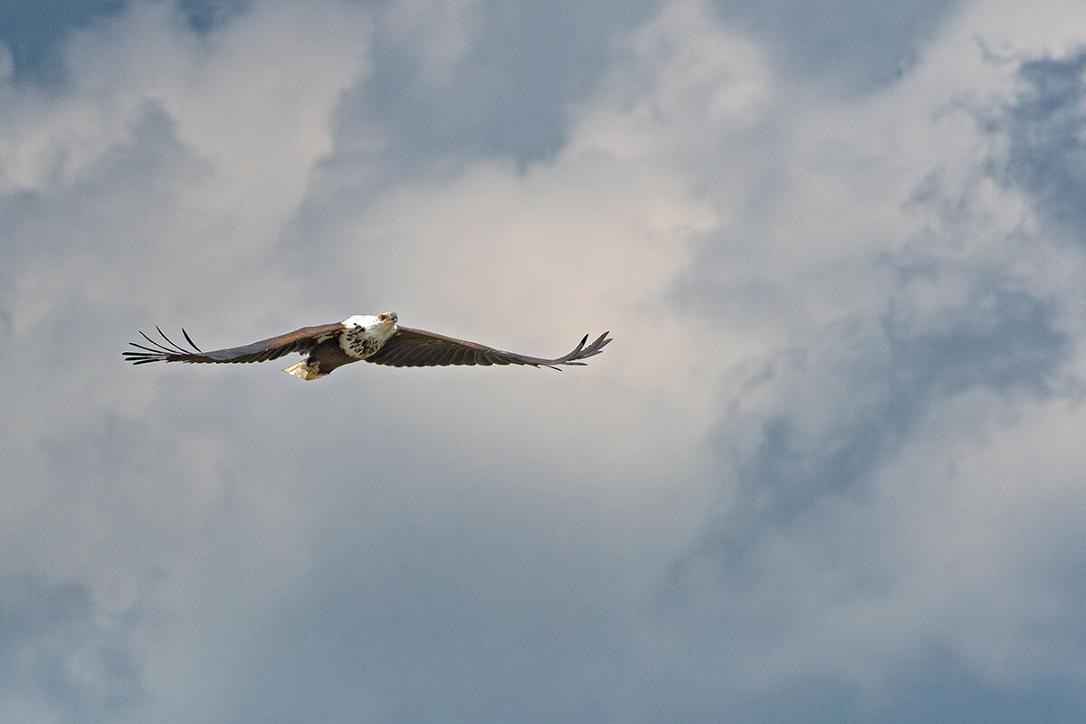 Aquila pescatrice africana