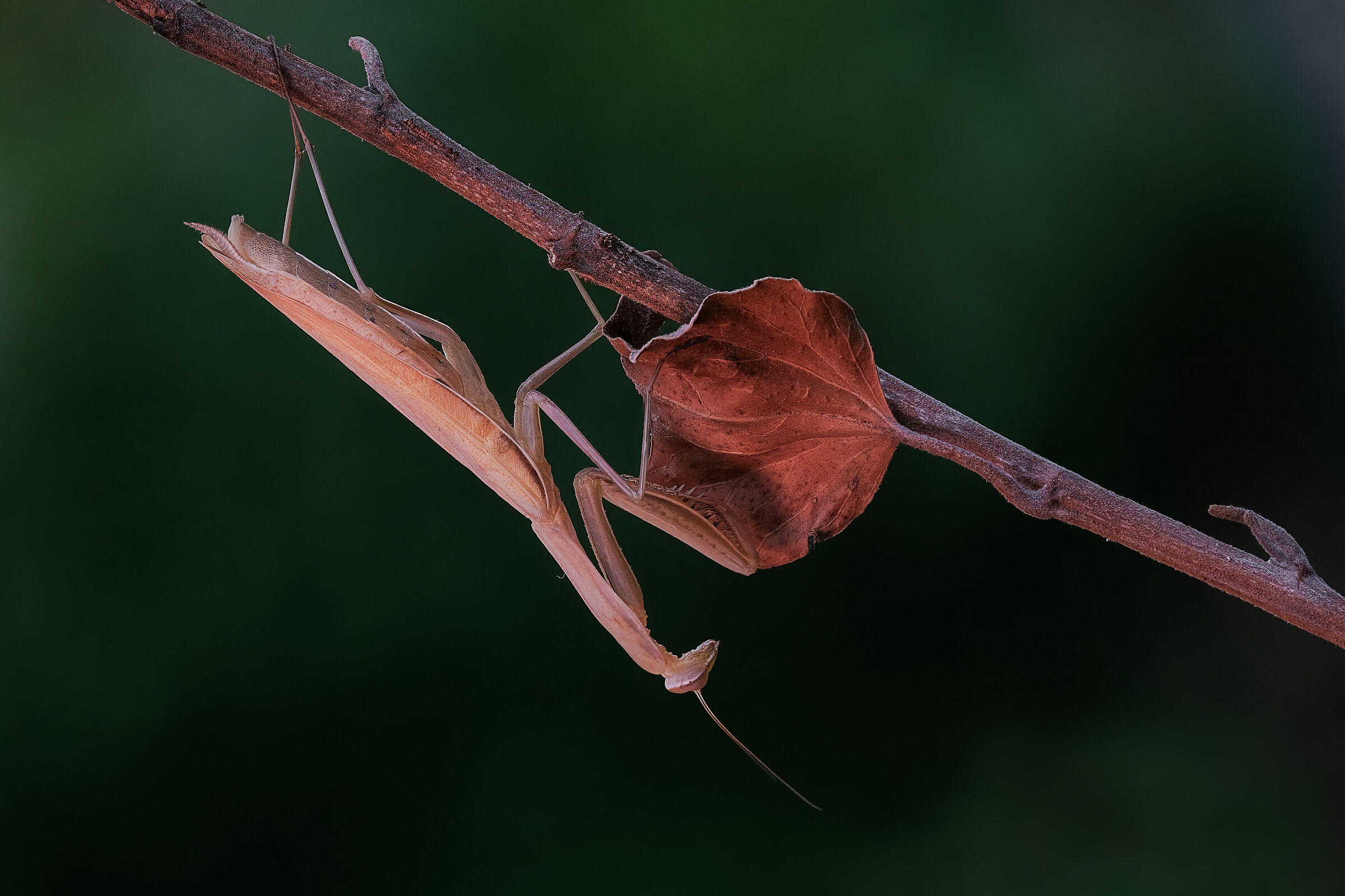 Mantis religiosa