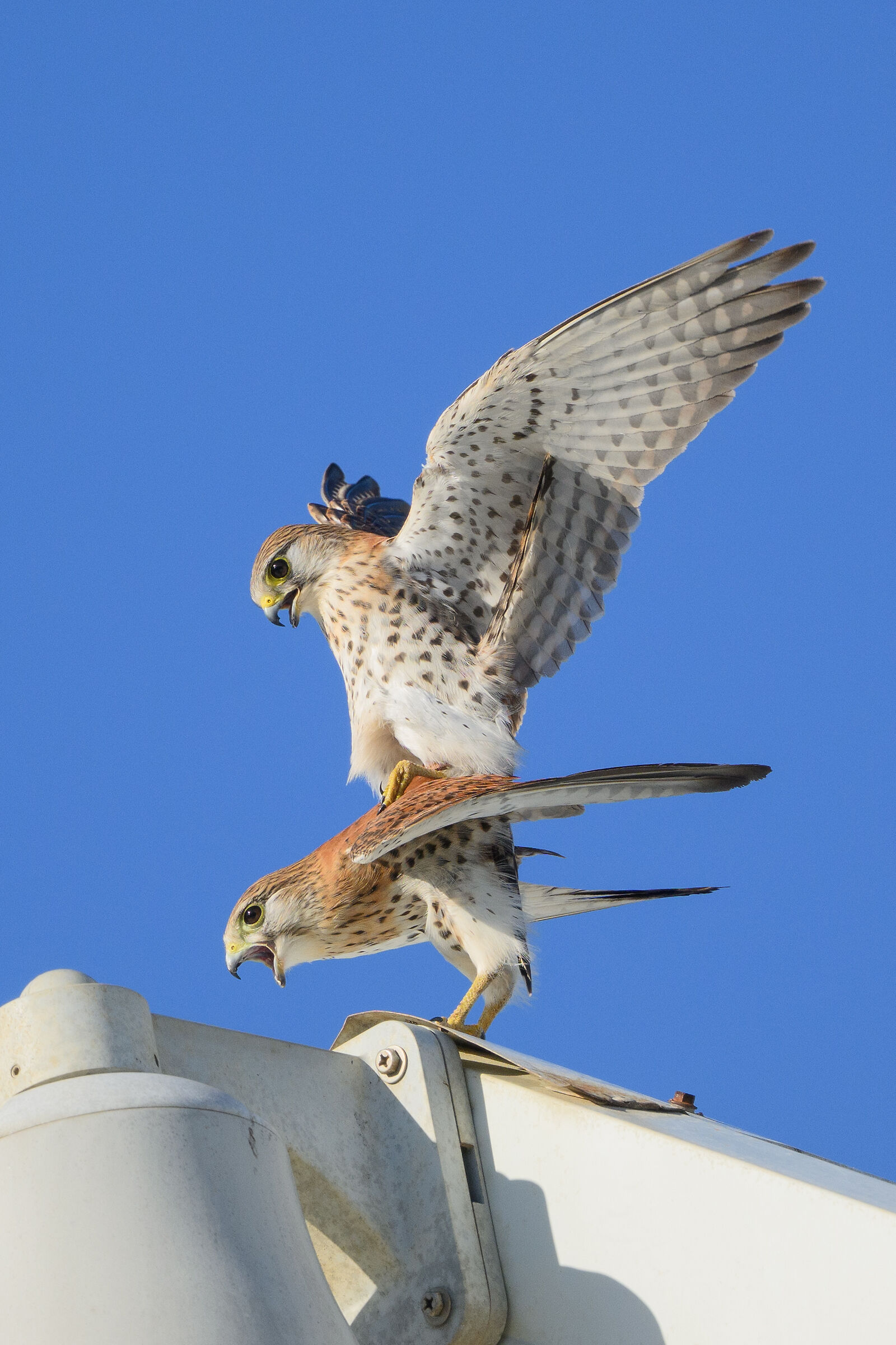 Mating kestrels