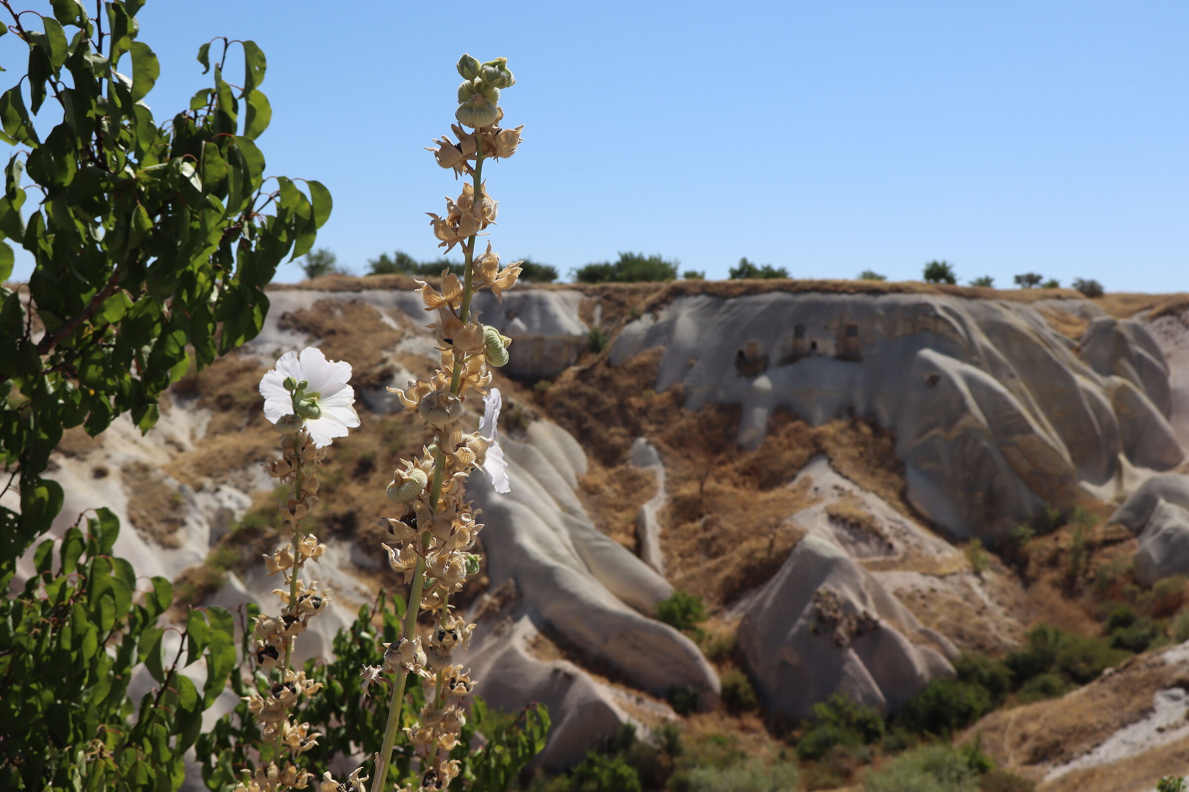 Flower in the desert