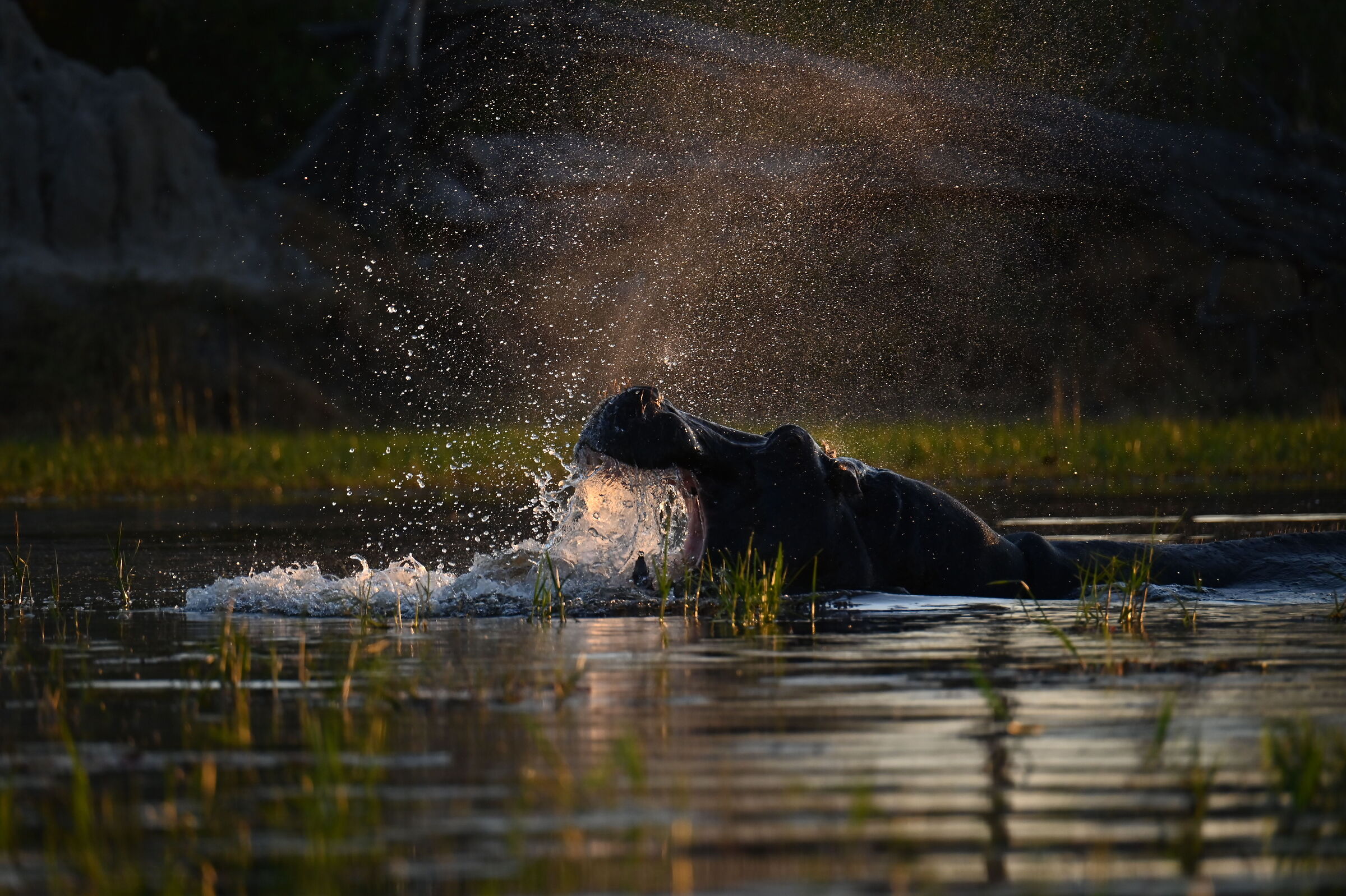 hippo splashes