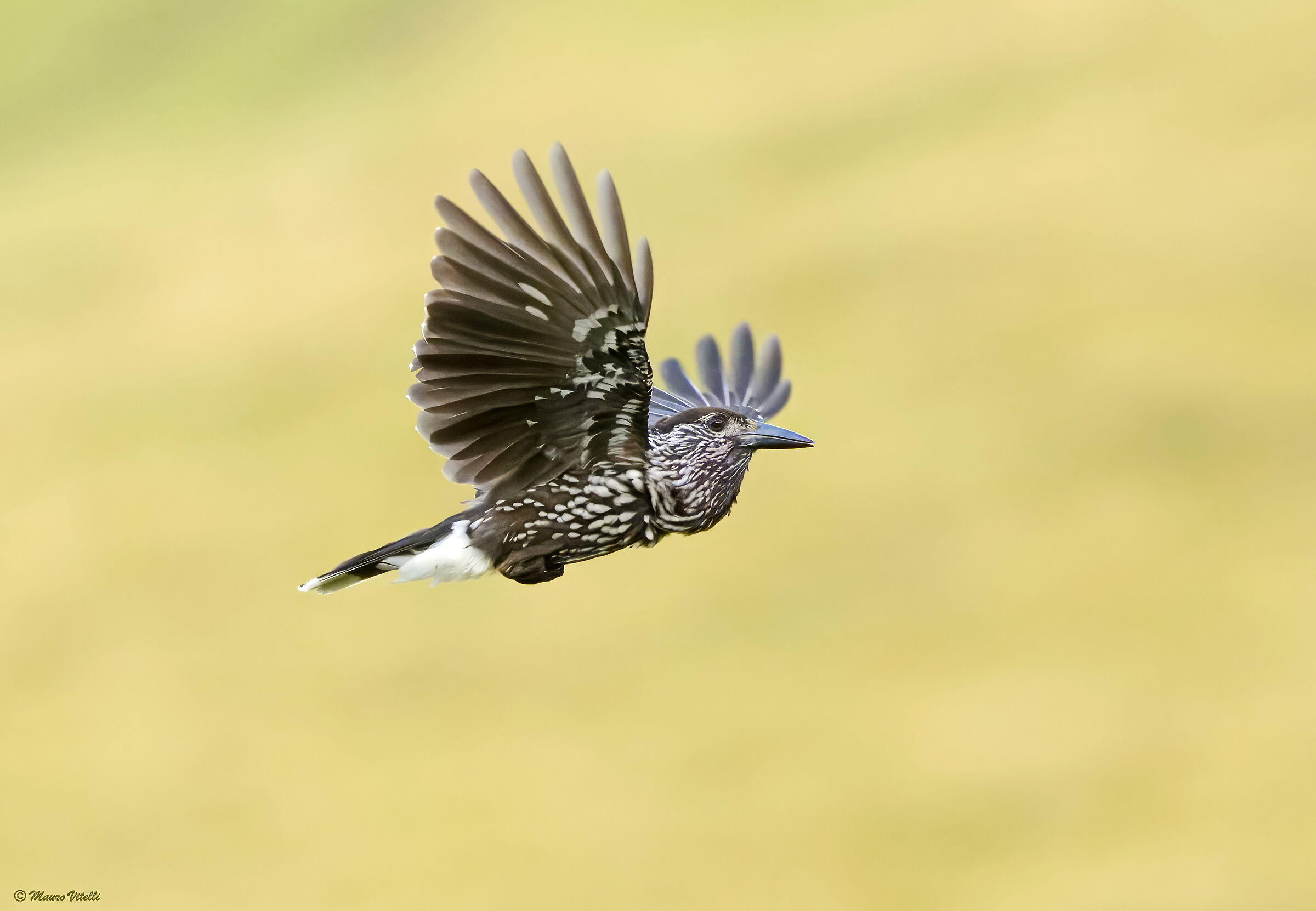 Nutcracker (Nucifraga caryocatactes)
