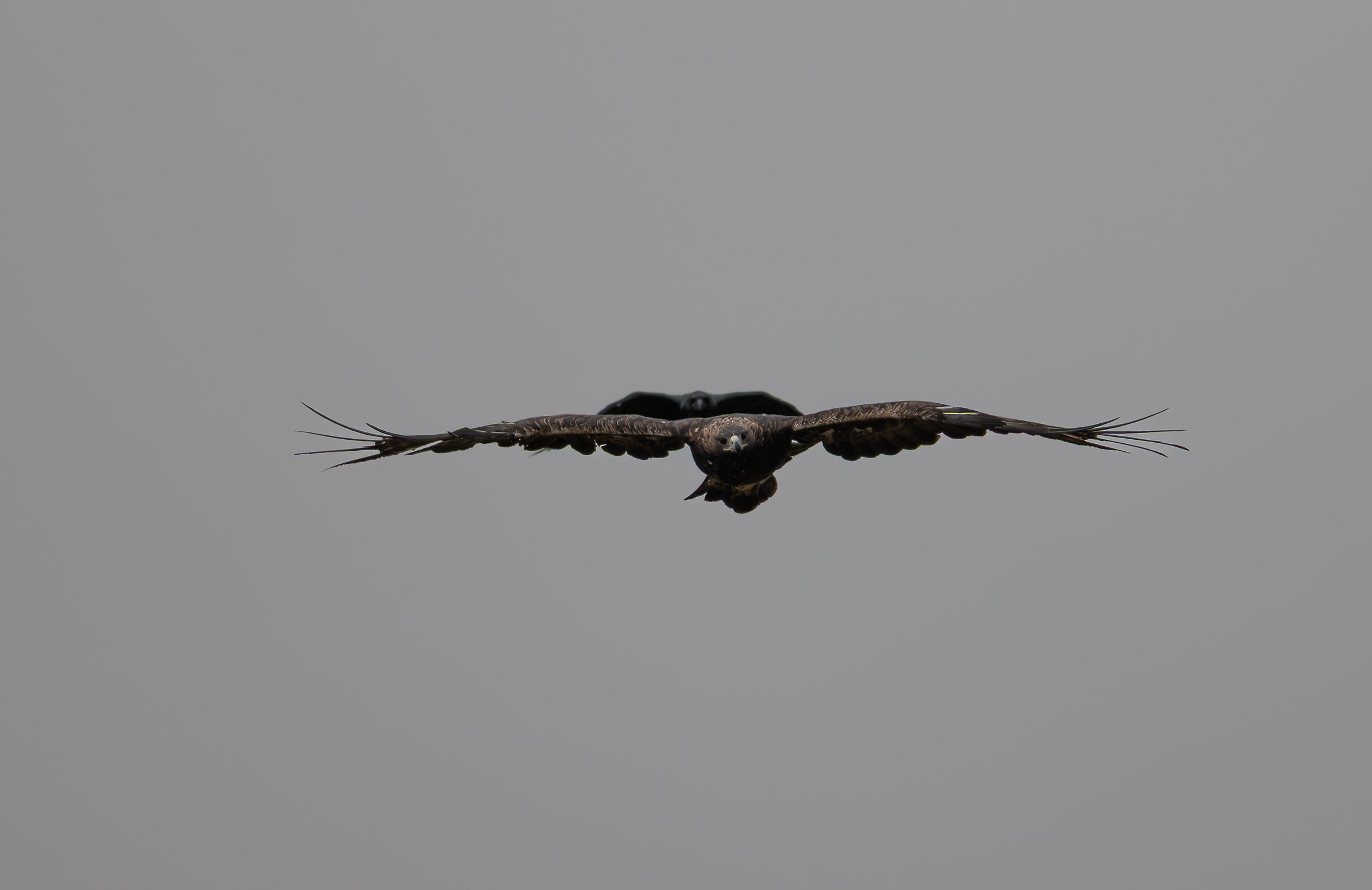 The eagle and its shadow