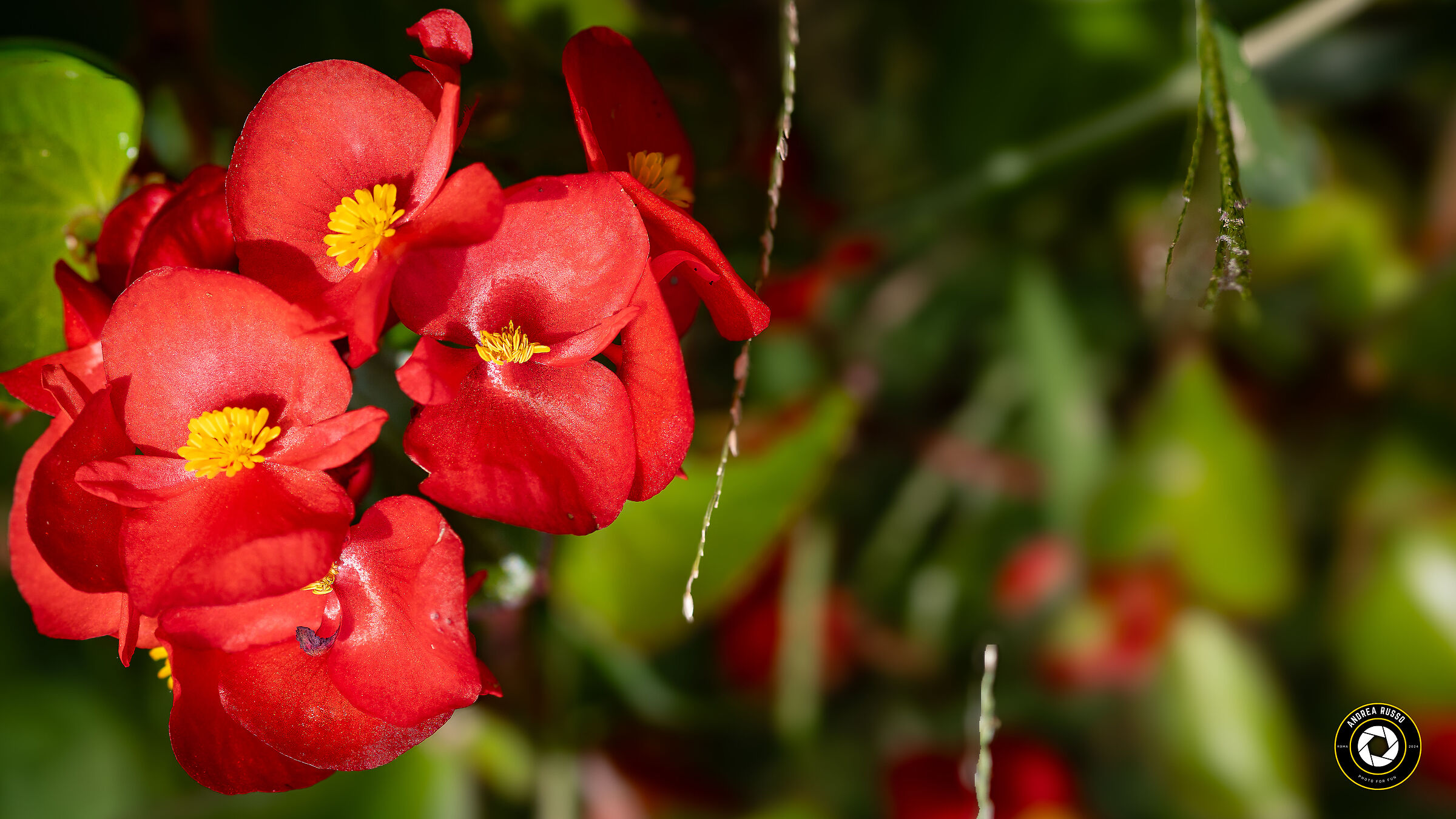 Flowers at Villa Celimontana