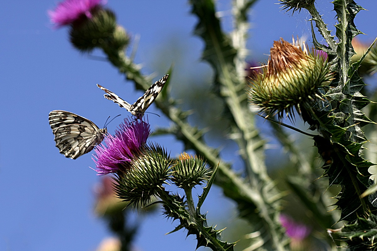 melanargia galathea