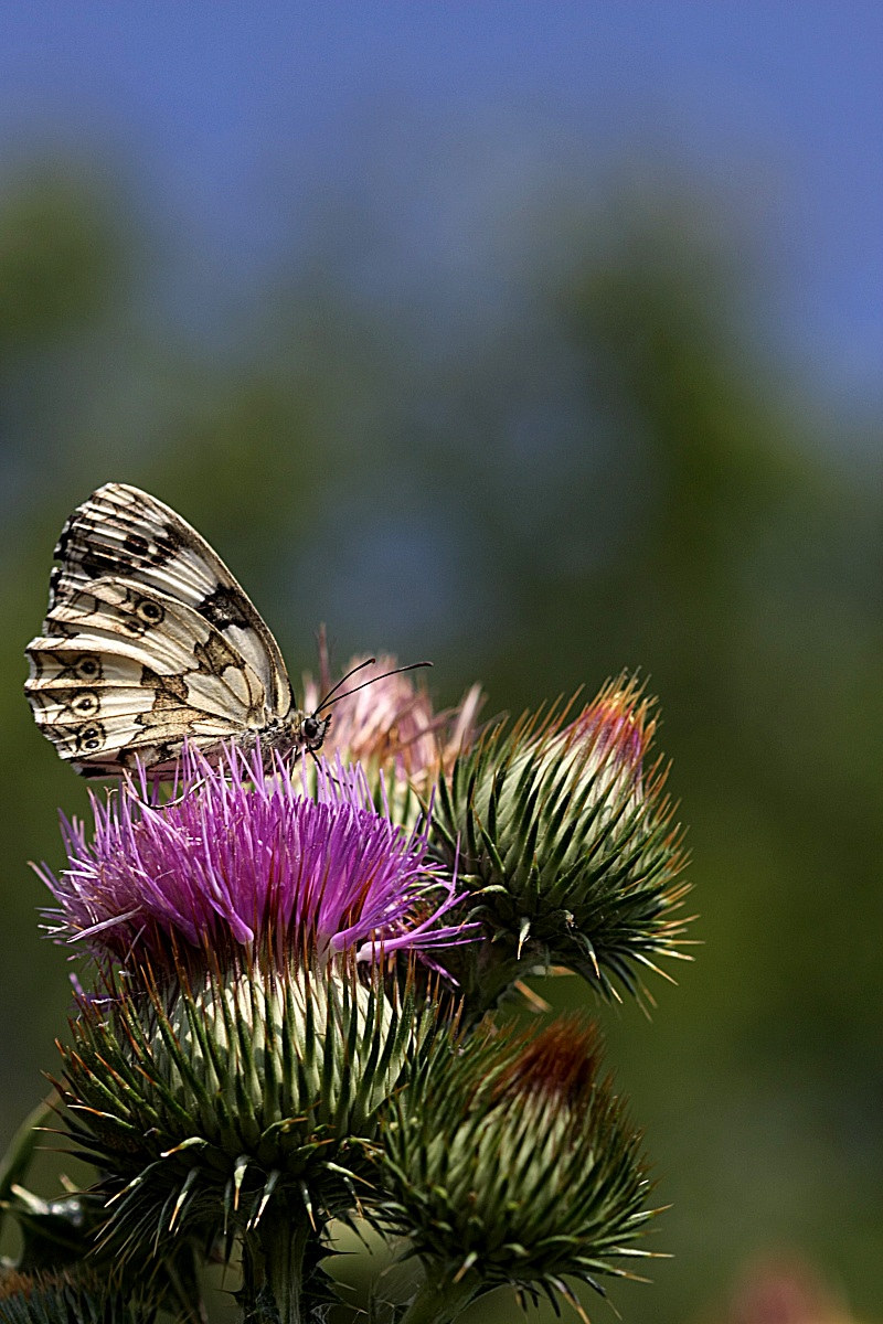 melanargia galathea