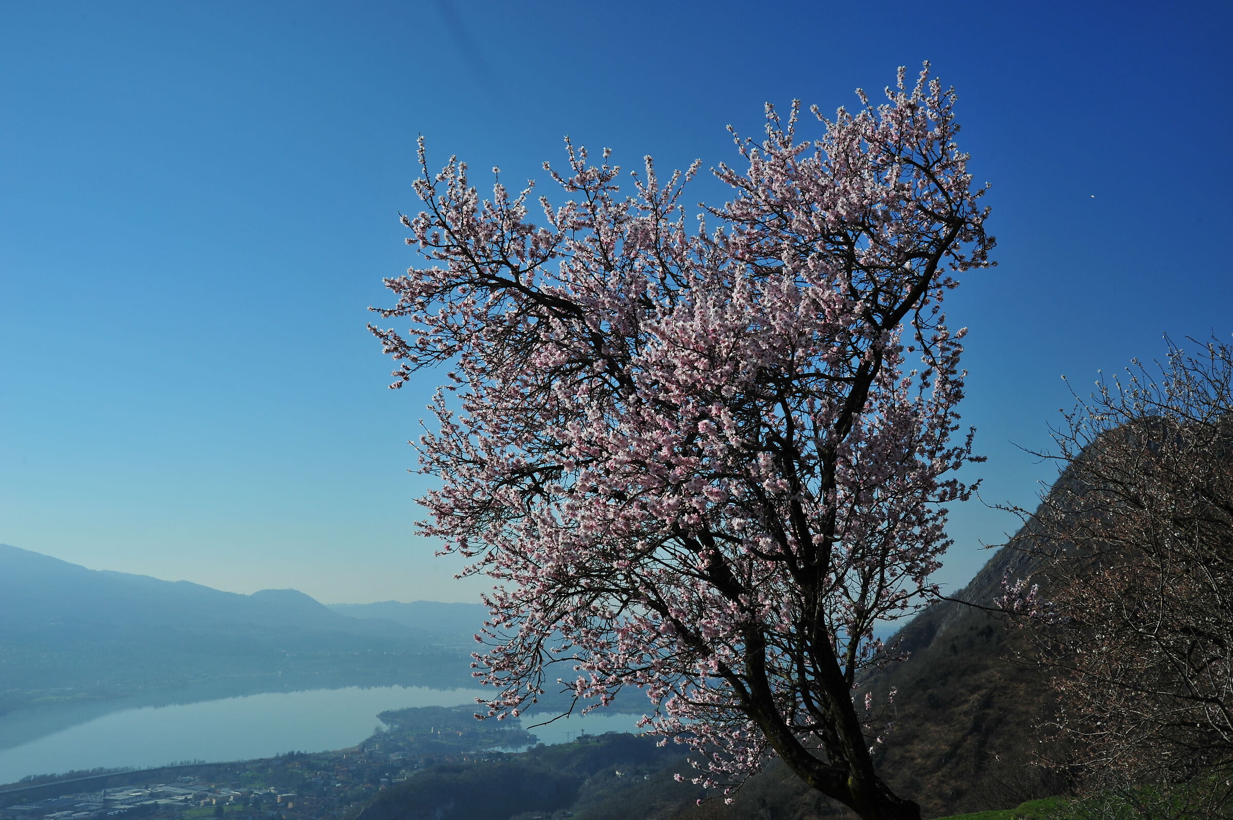cigliegio in fiore