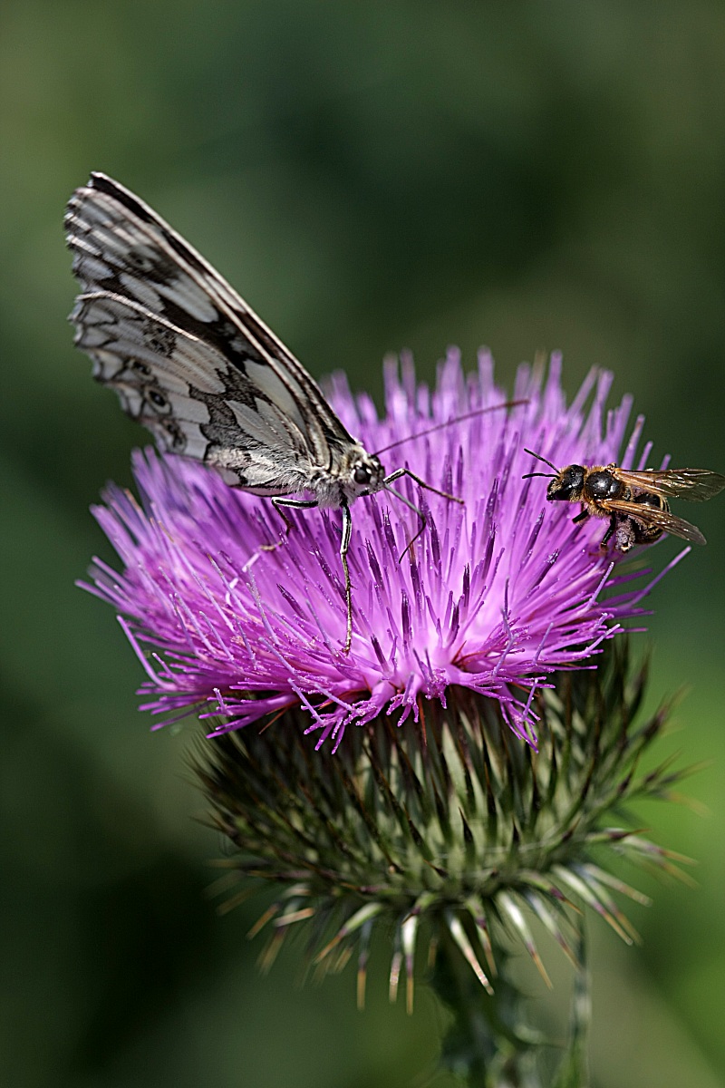 melanargia galathea