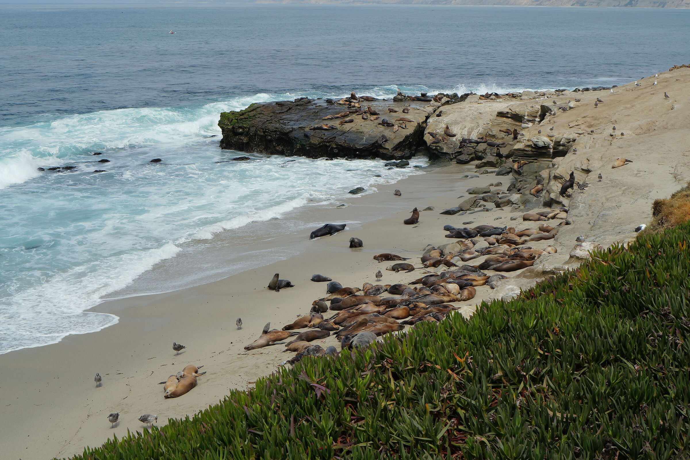 Sea lions at rest