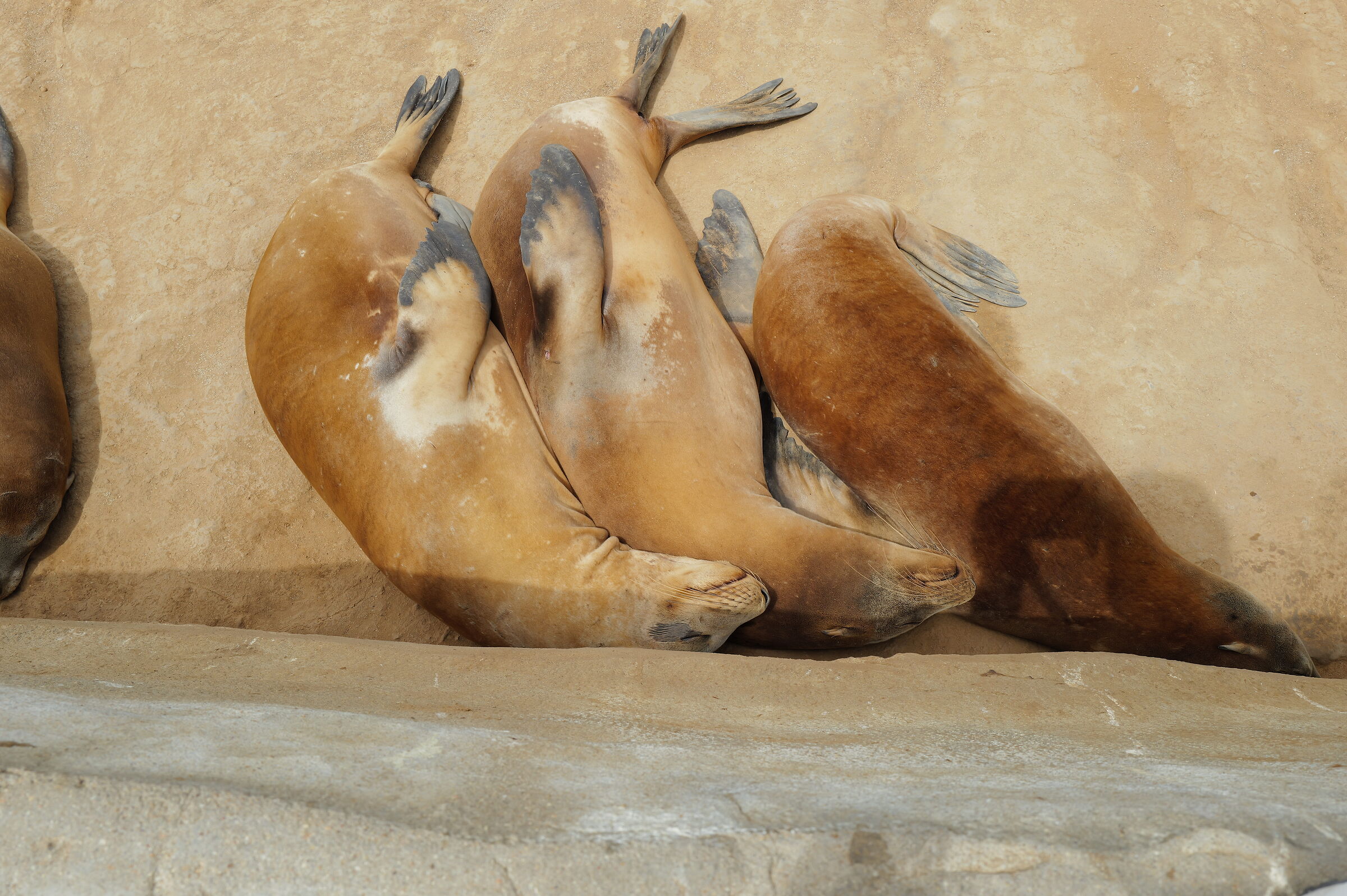 Sea lions sleep