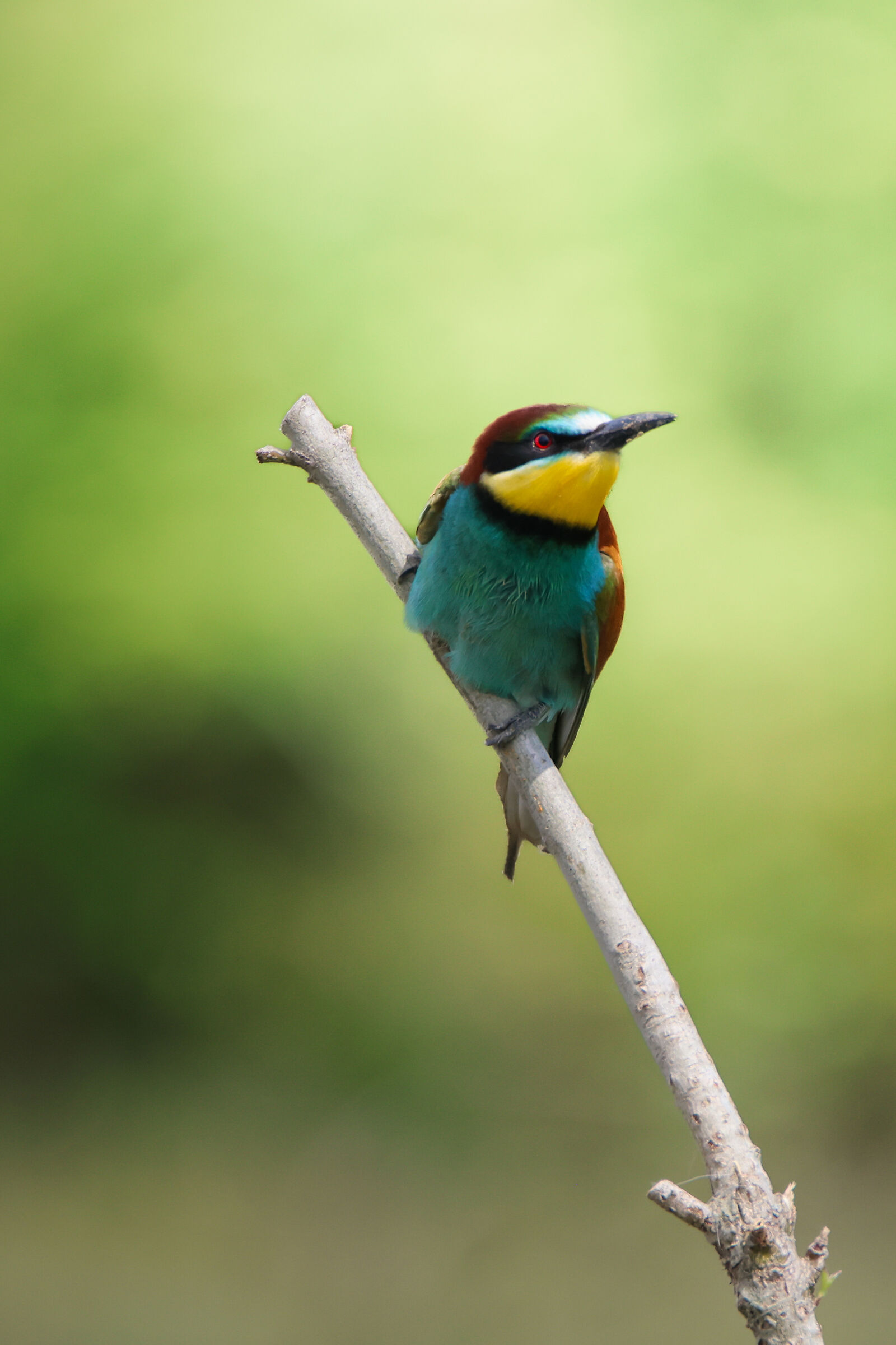 Common bee-eater