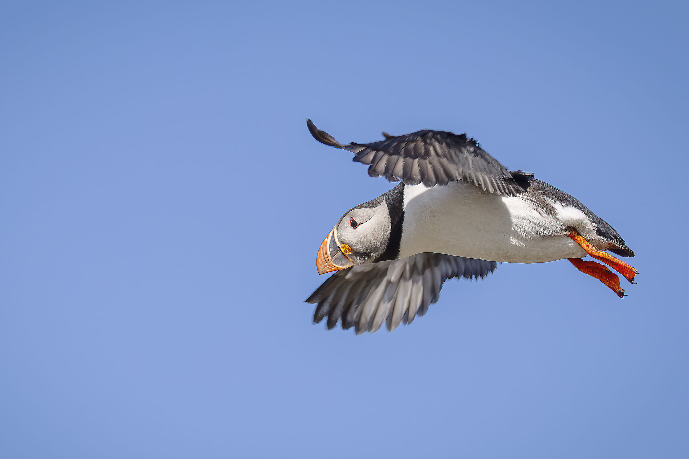 The flight of the Pulcinella