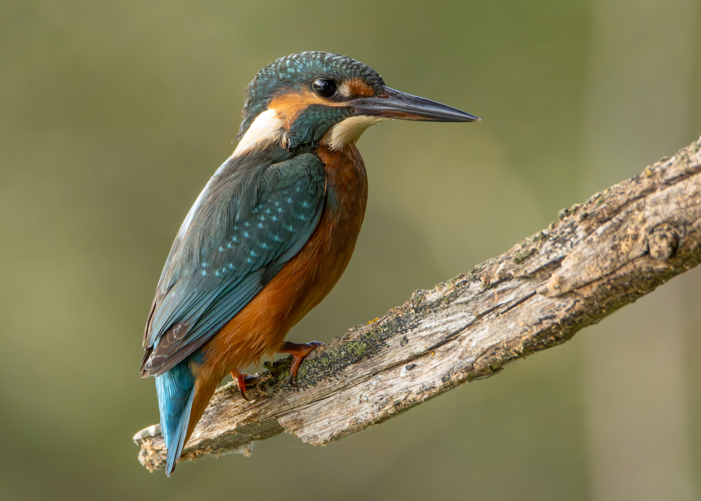 Kingfisher