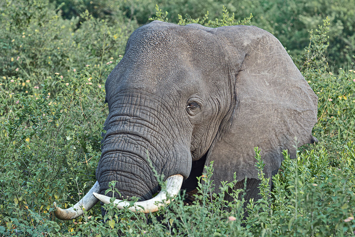 Elefante di savana