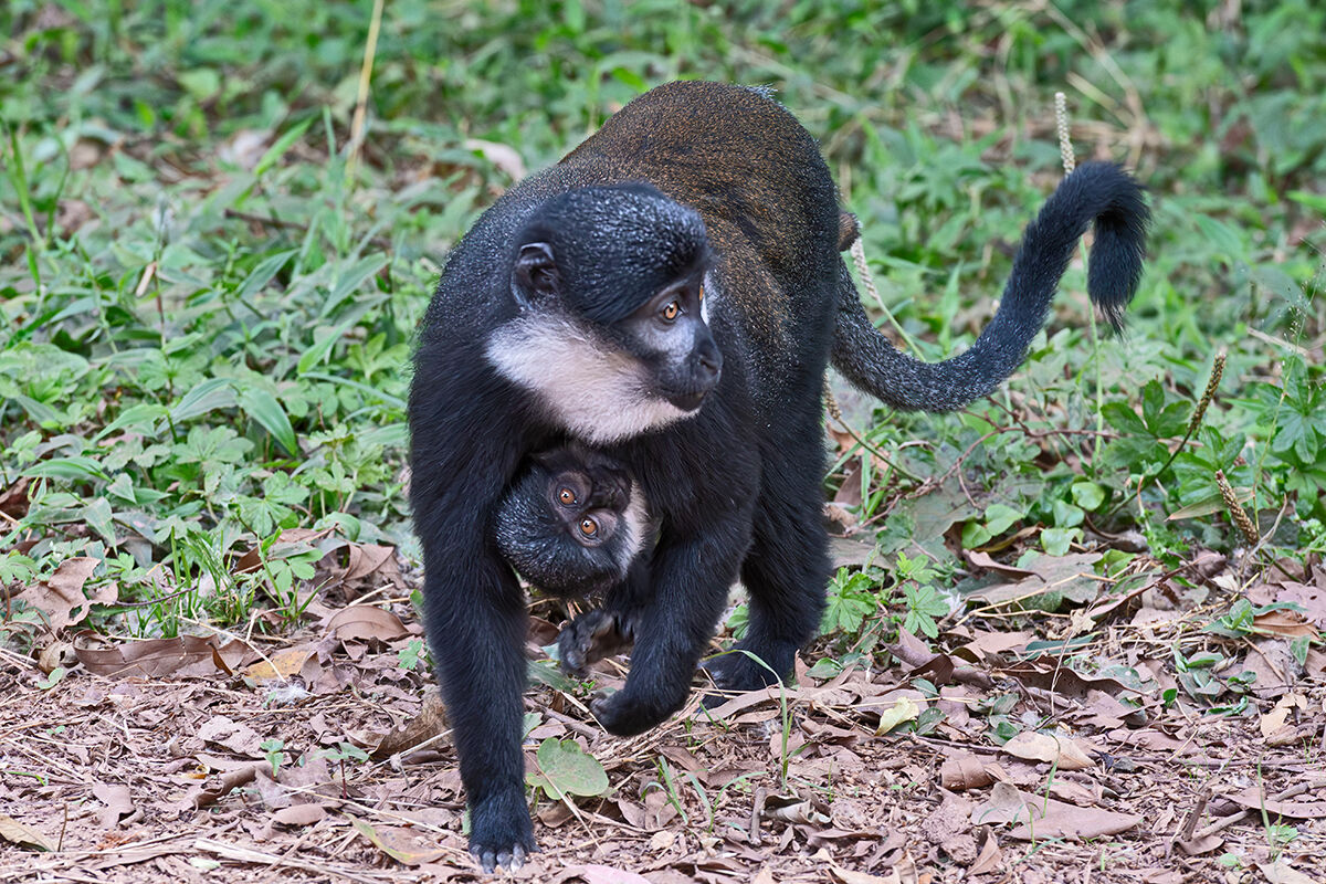 Cercopiteco barbuto
