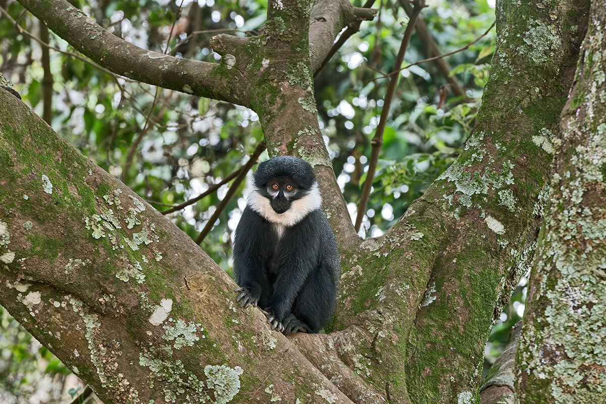 Cercopiteco barbuto