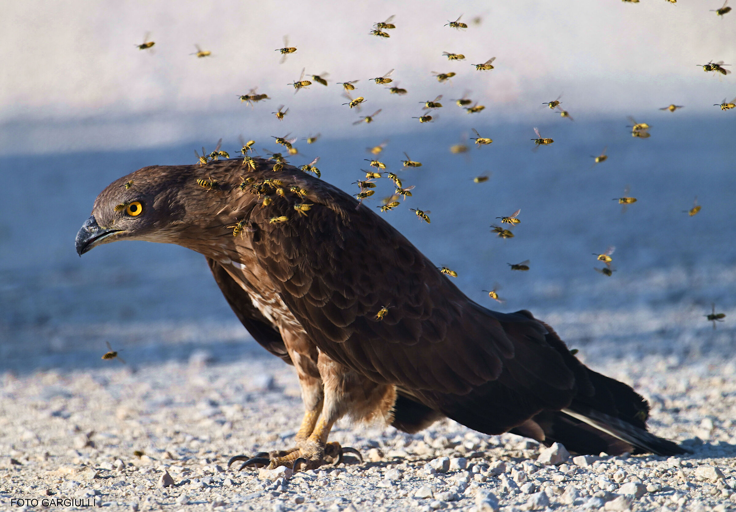 Honey buzzard attacked by swarm of wasps