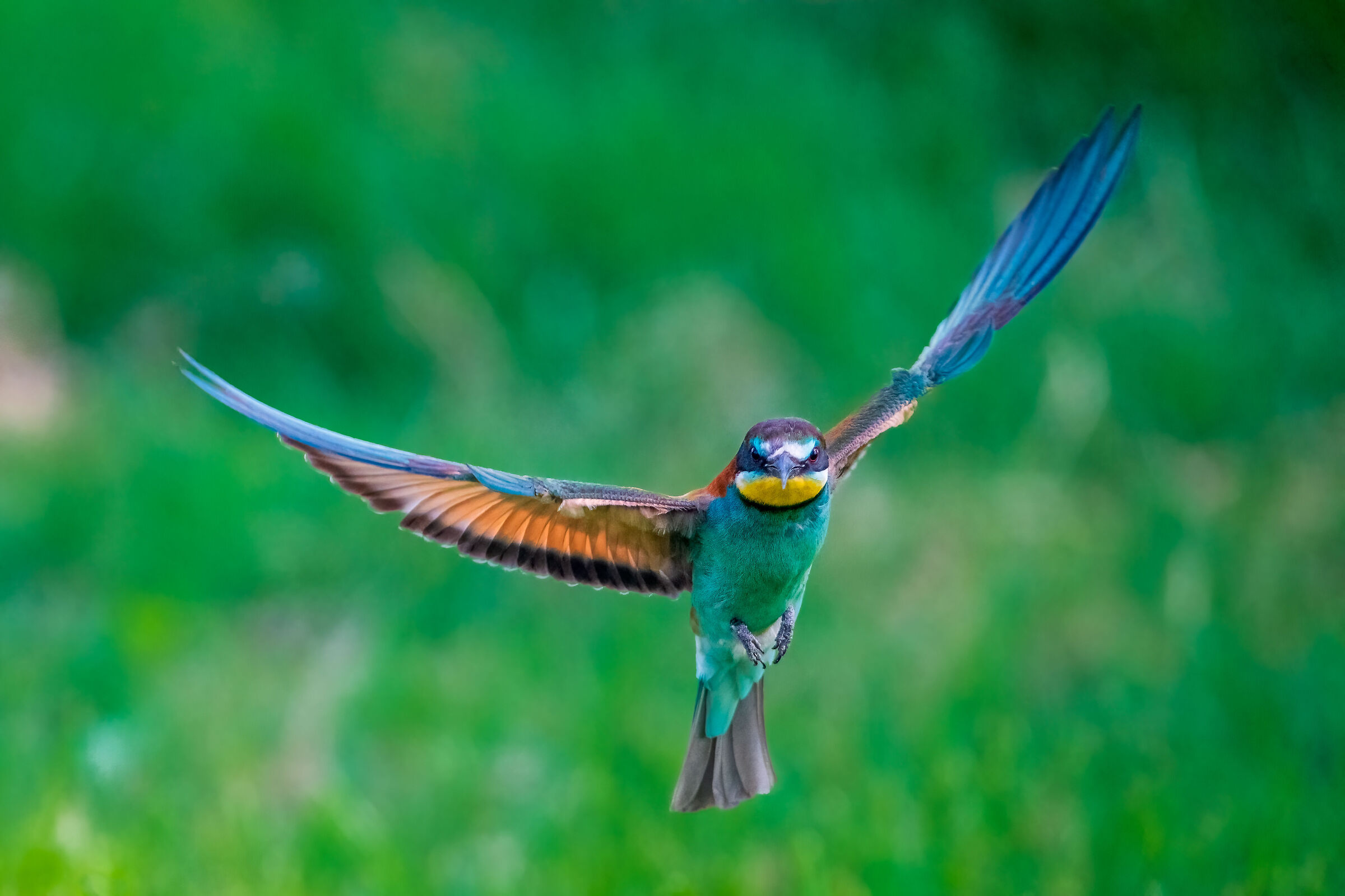 Flying bee-eater