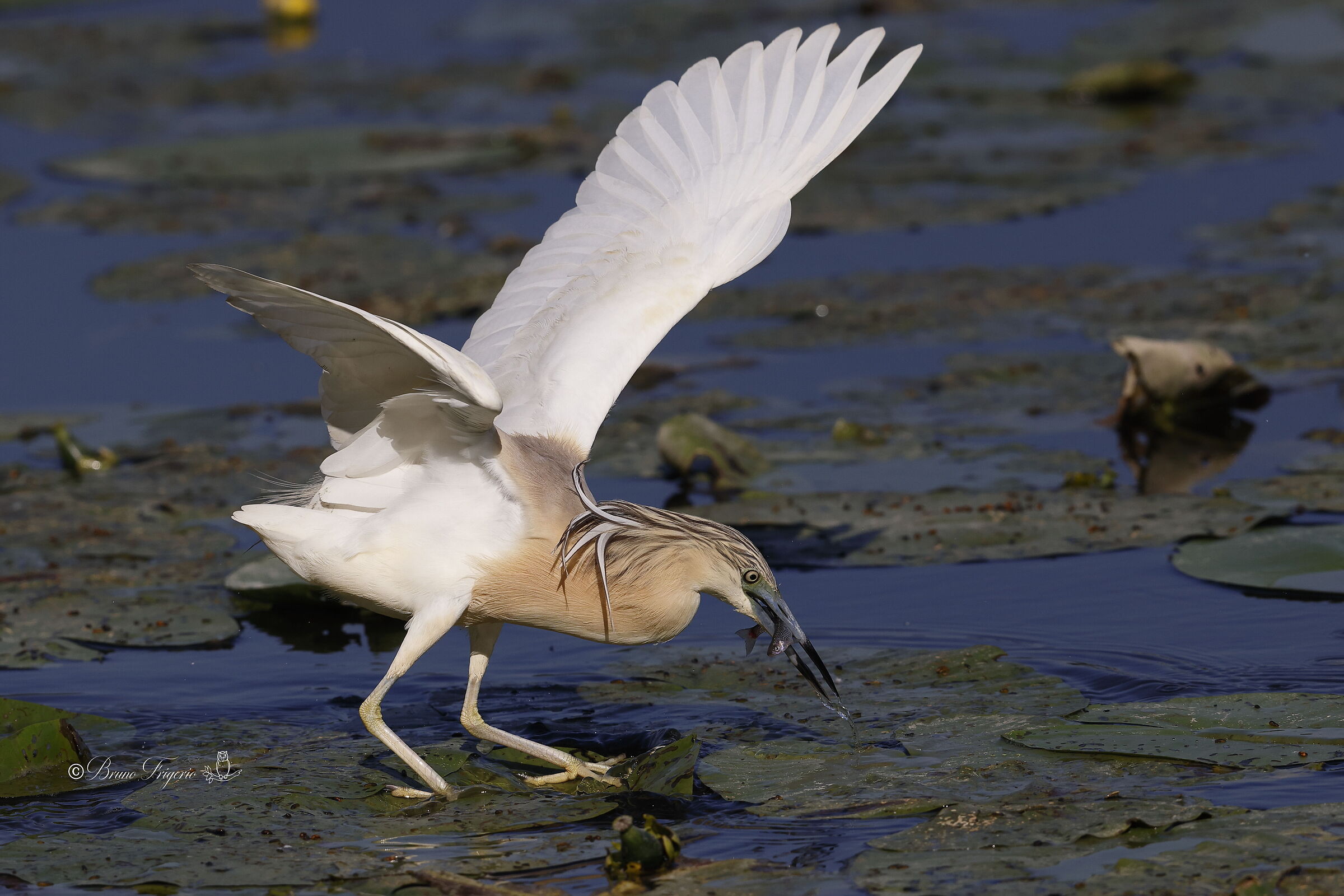 squacco heron