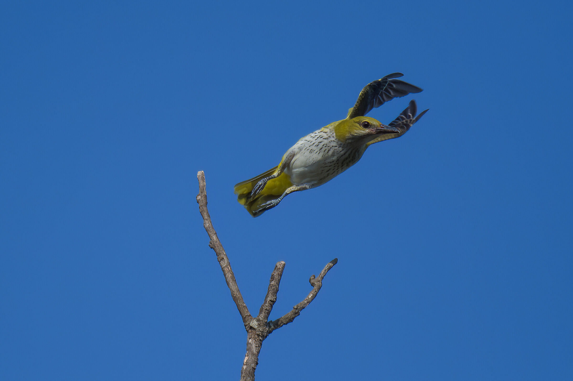 Golden oriole(Oriolus oriolus)