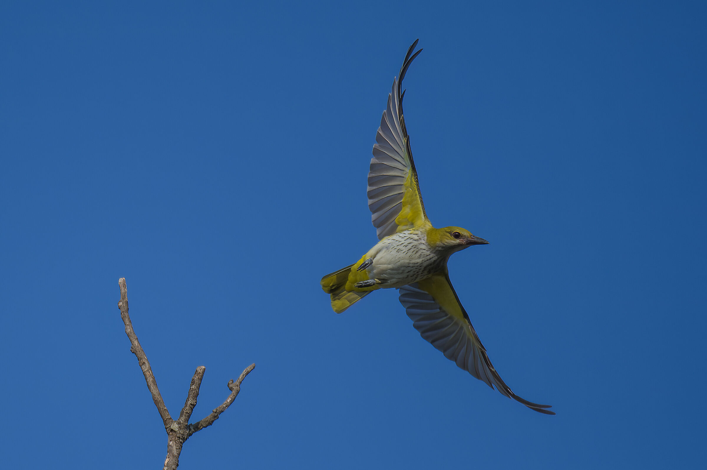 Golden oriole(Oriolus oriolus)