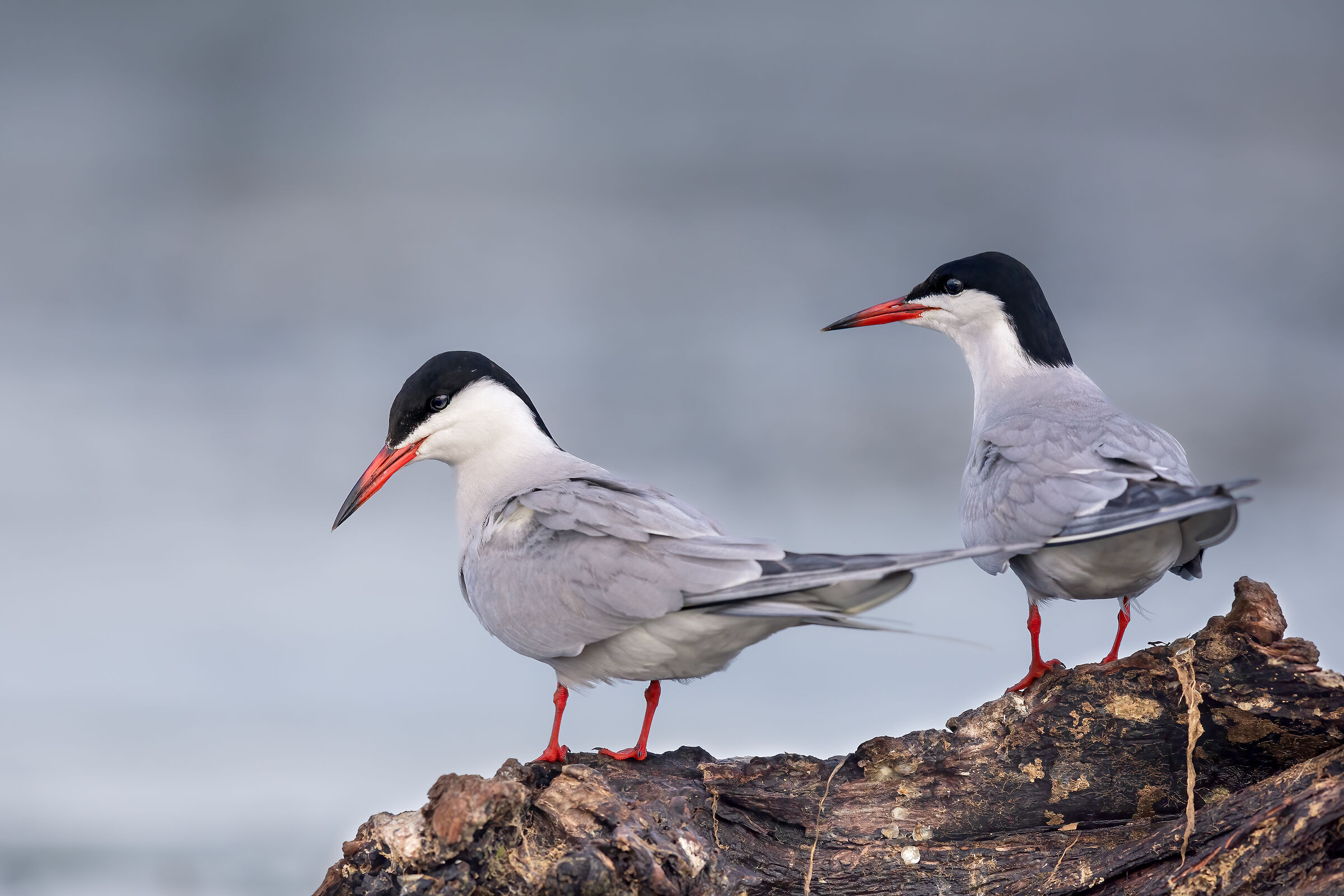 Sterna comune (Sterna hirundo)