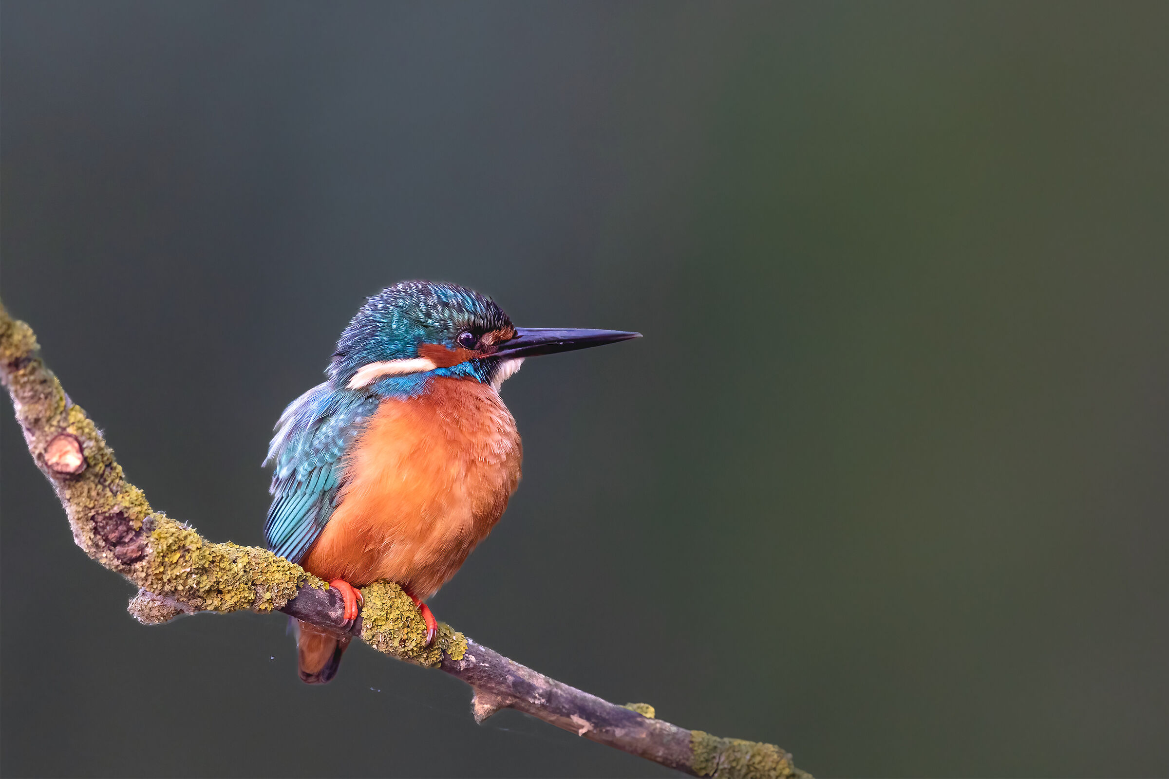 Martin Pescatore (Alcedo atthis)