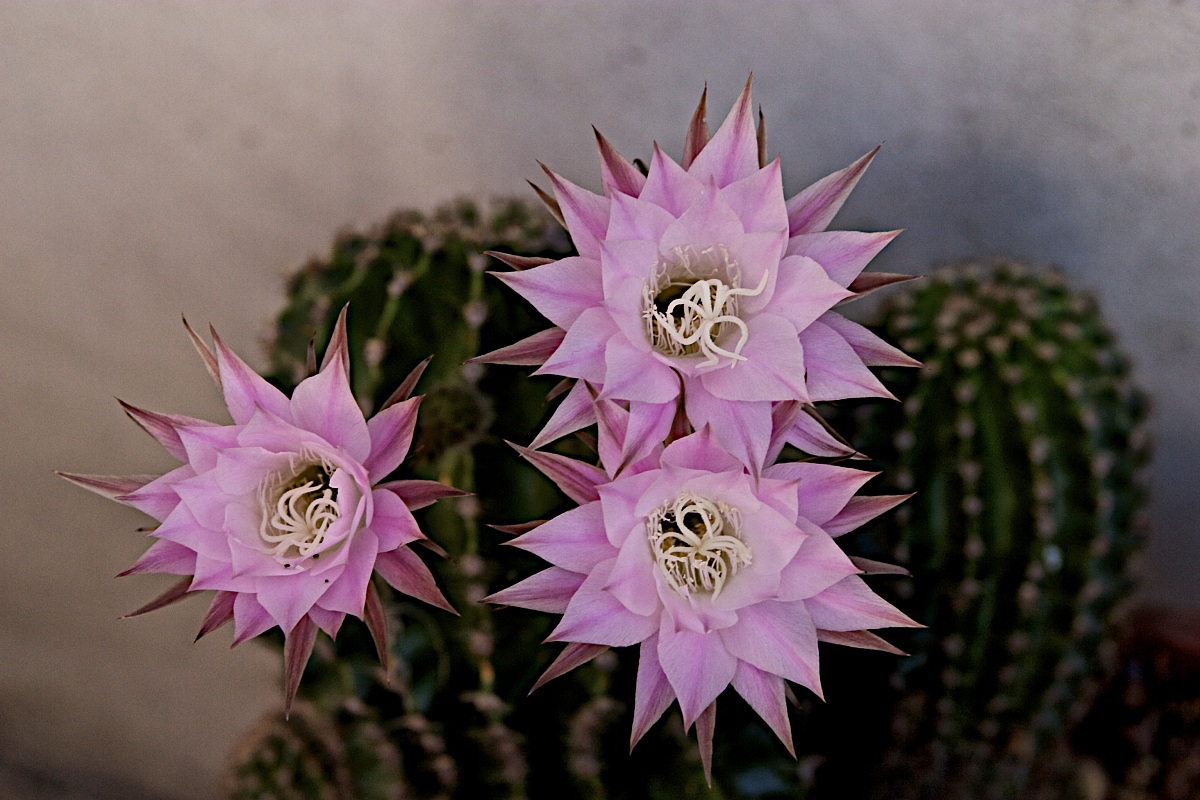 Fiori di cactus