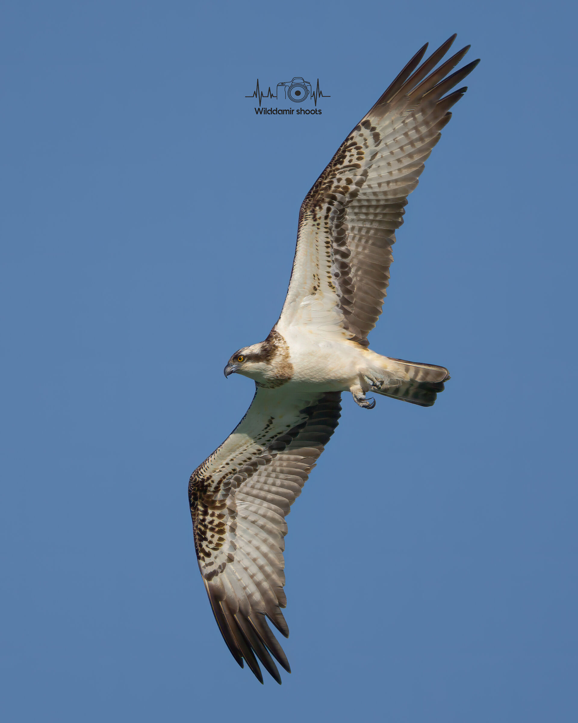 Osprey