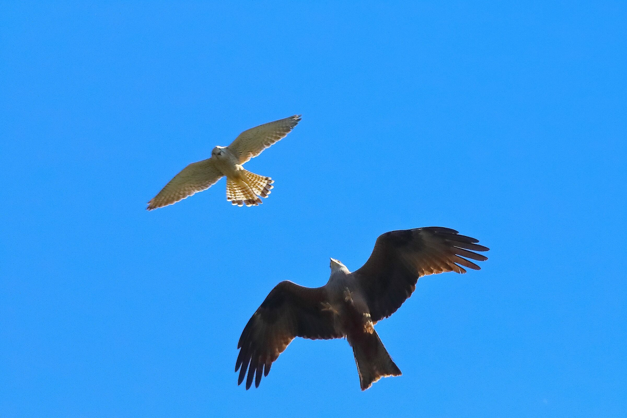 Nibbio vs Gheppio 01 aprile 2025 - 0048