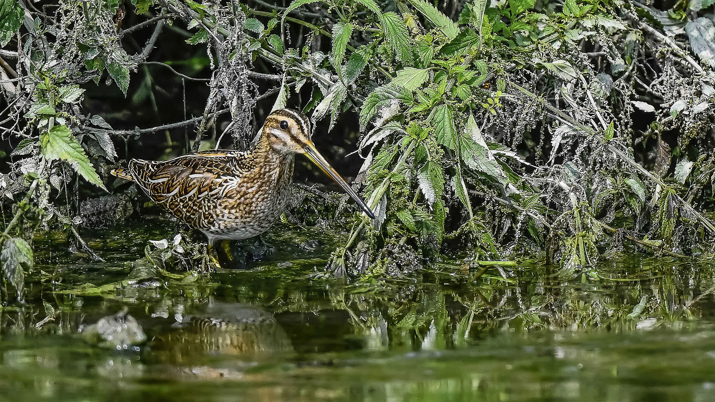 Il mio primo Beccaccino !!