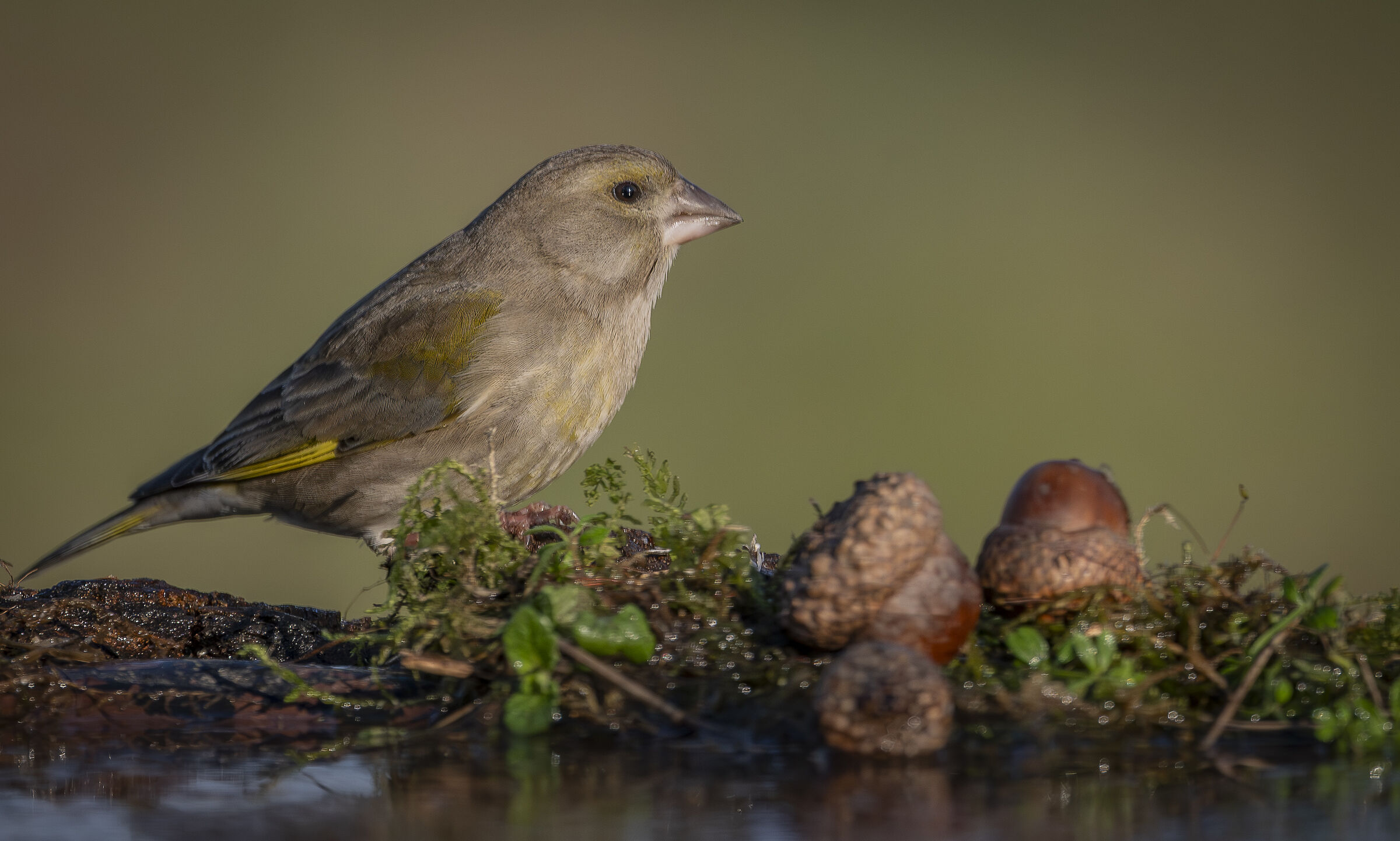 Greenfinch