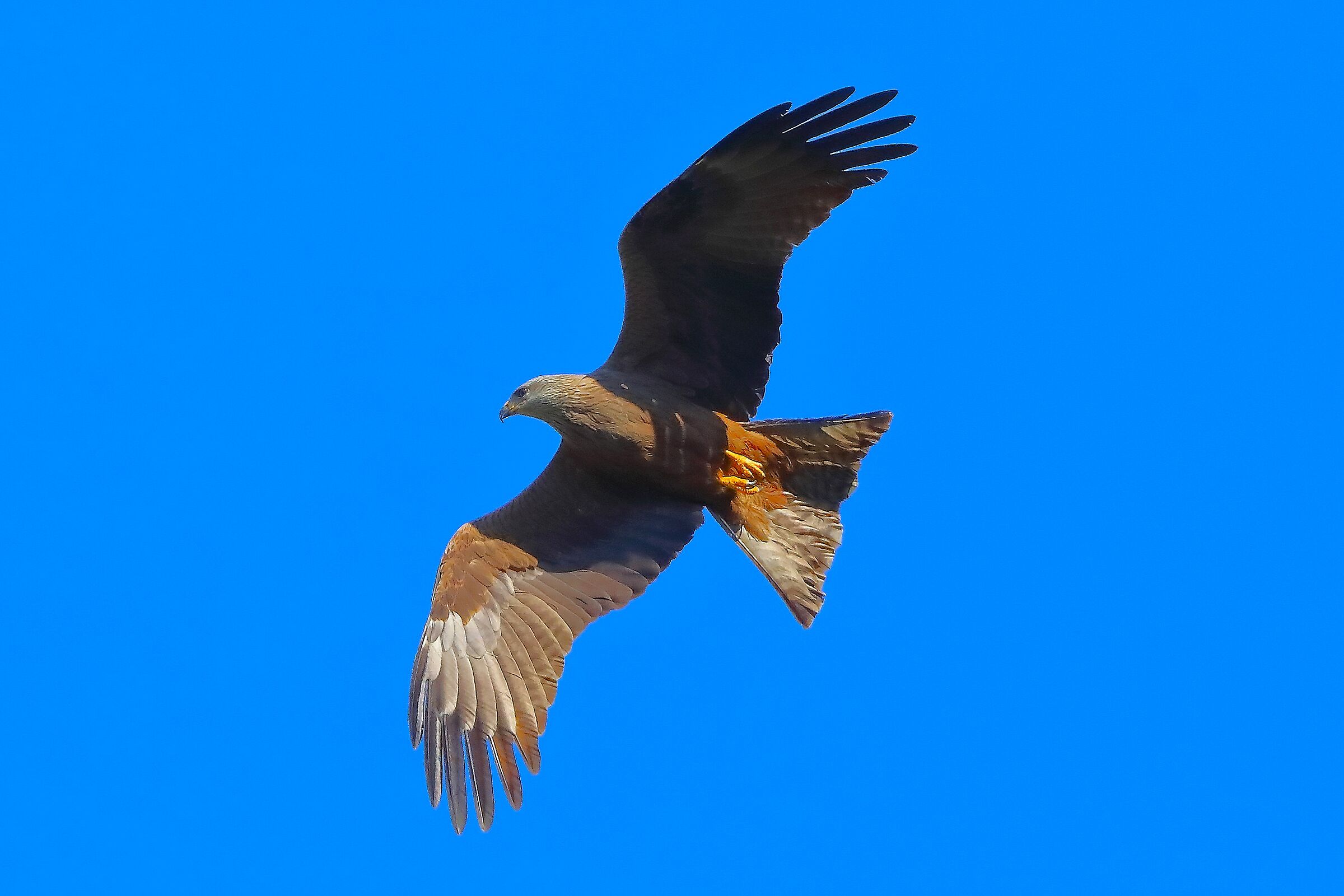 Nibbio bruno 01 aprile 2025 - 0050