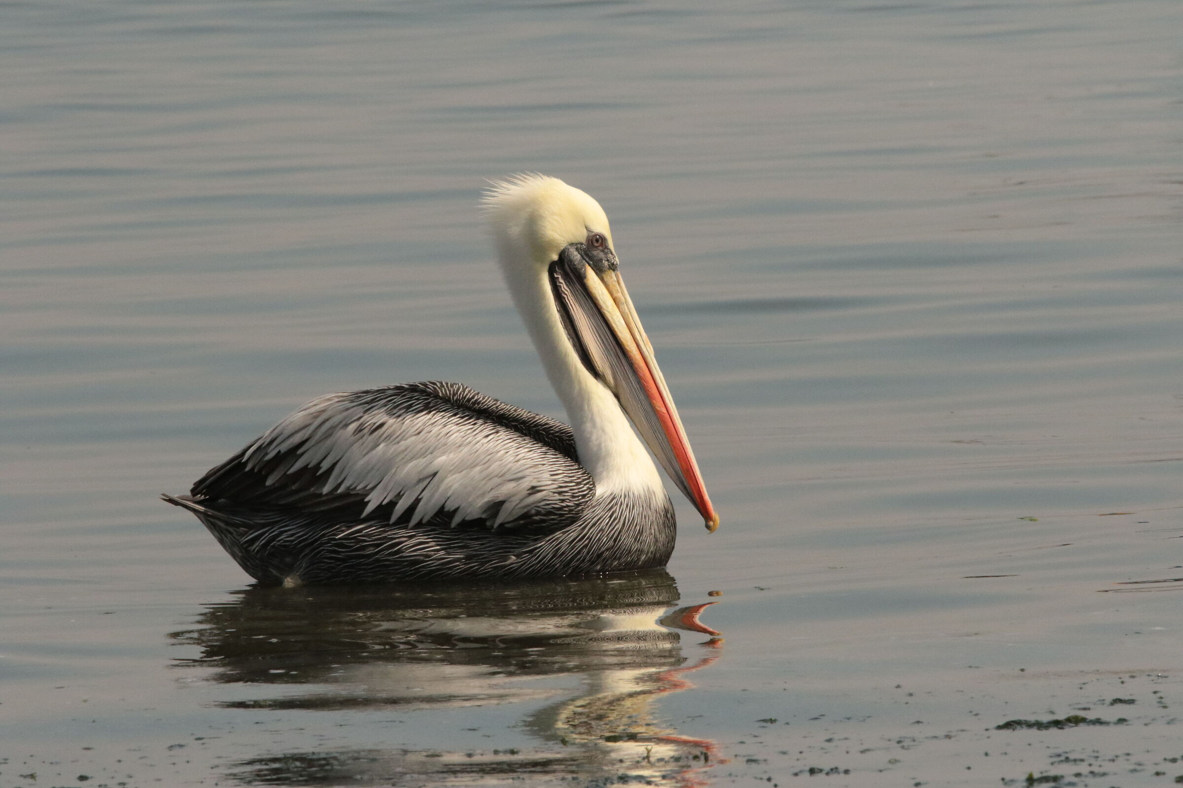 Pellicano