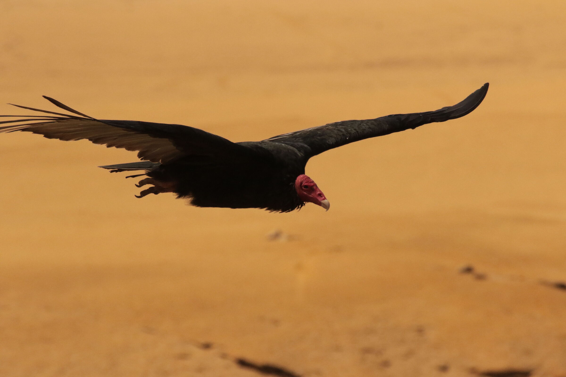 Condor