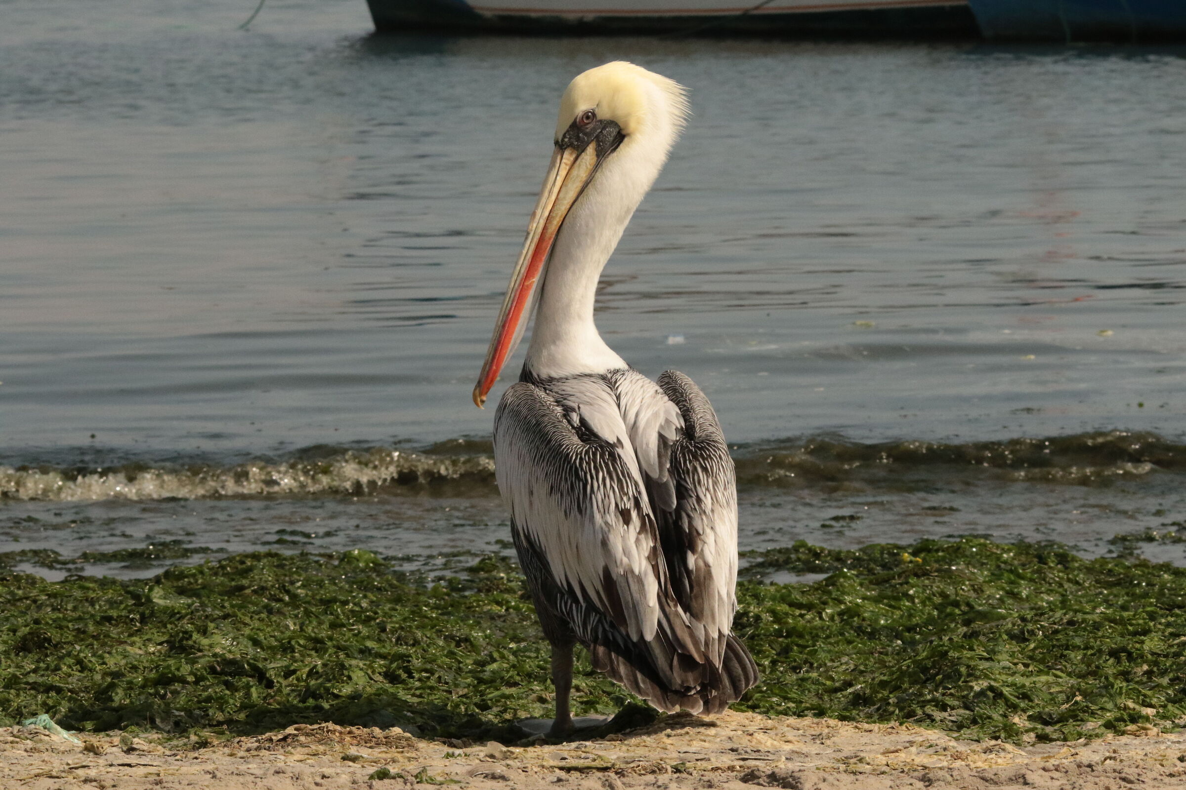 Pellicans