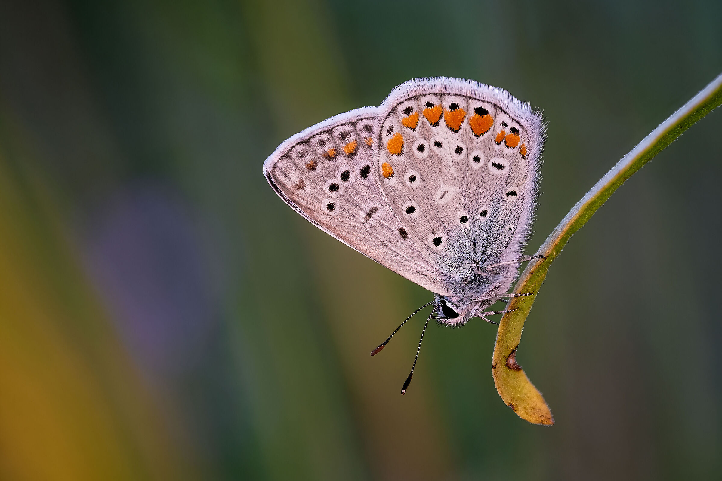 Polyommatus icarus