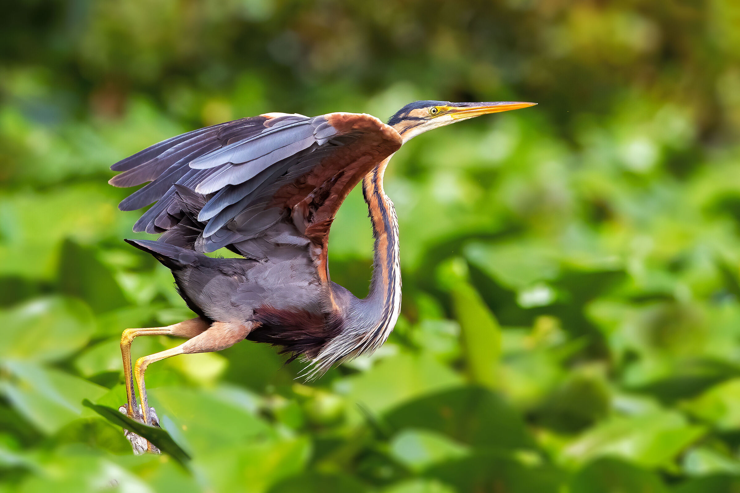 Purple heron