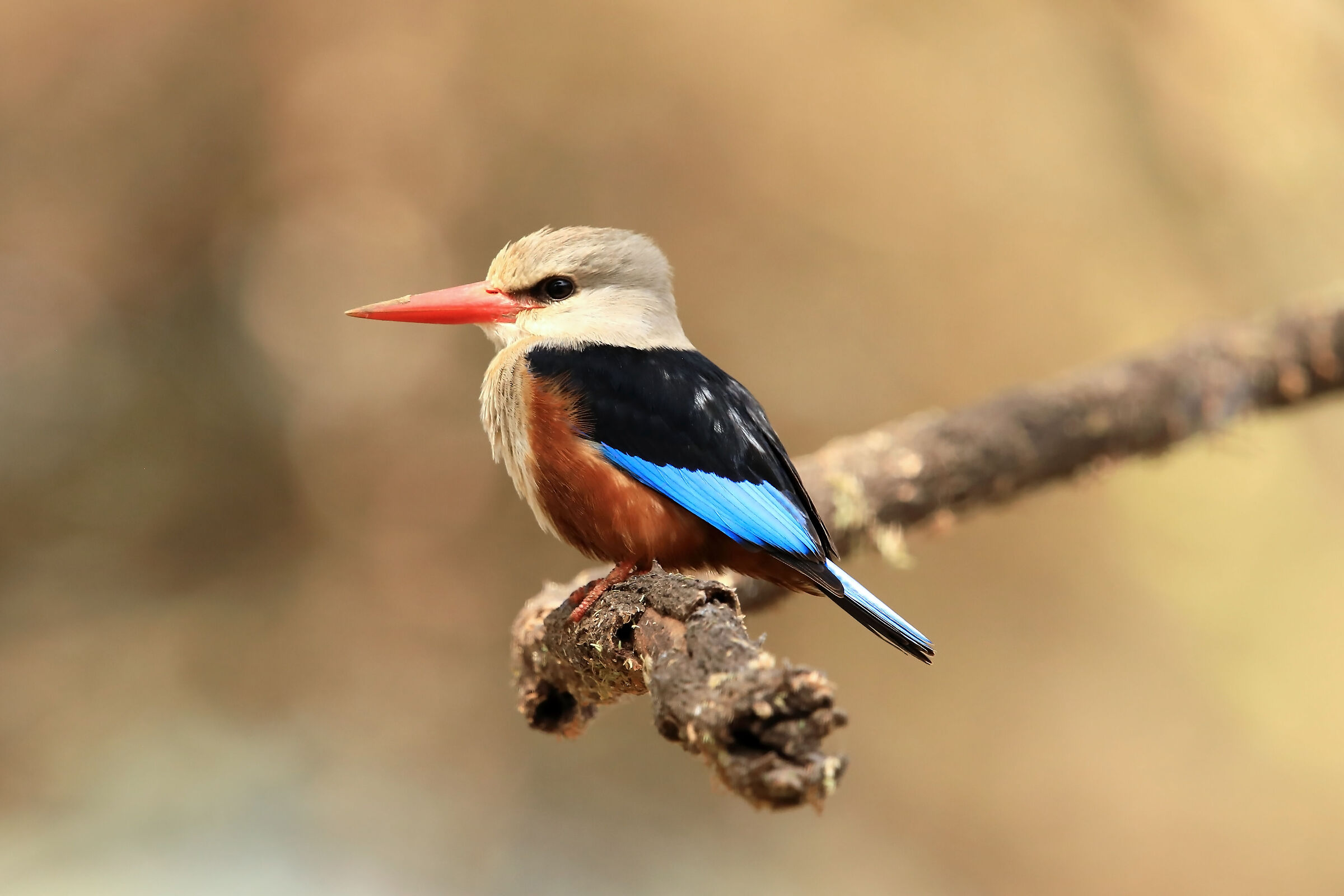 Martin pescatore testagrigia