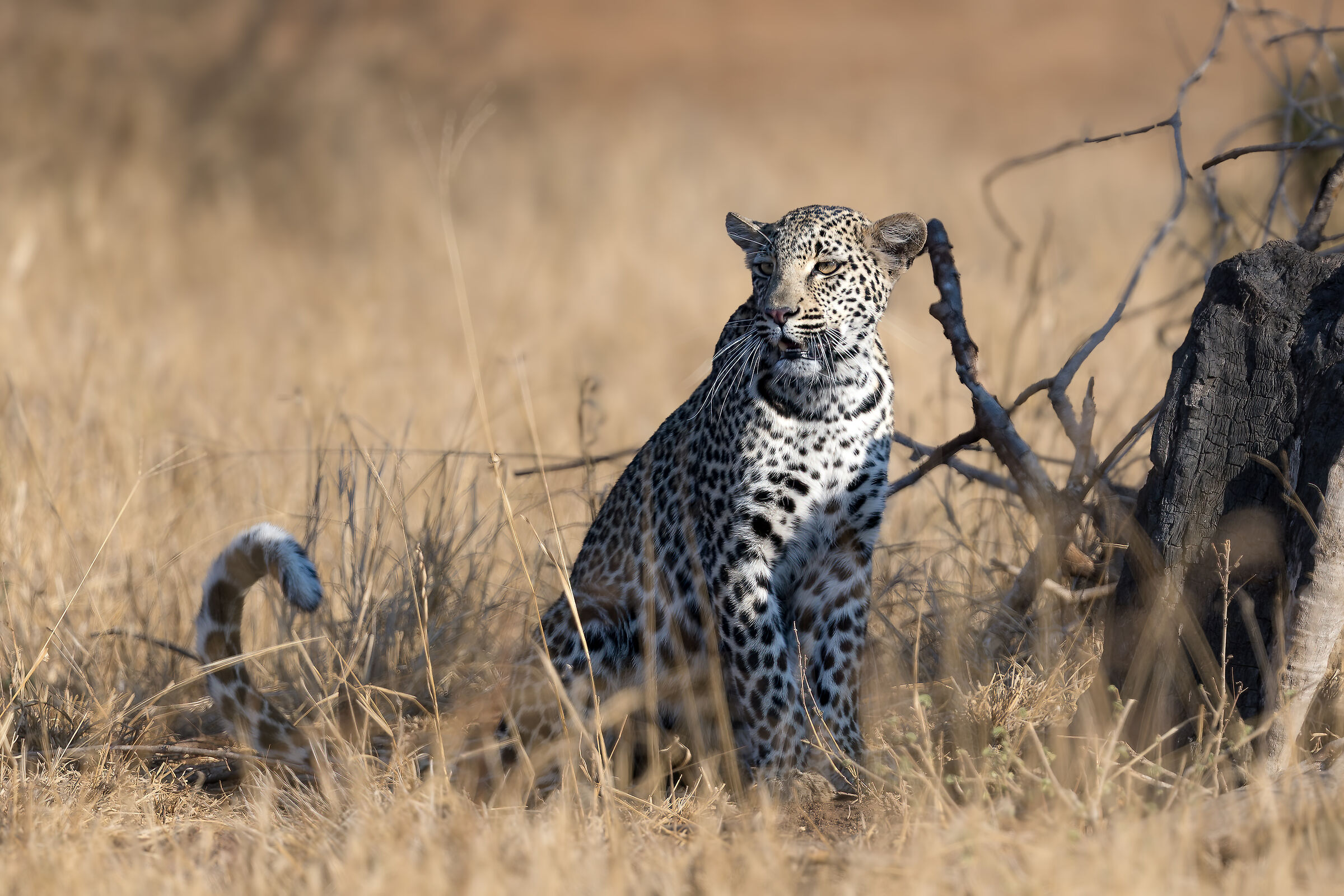 Leopard - Kruger National Park