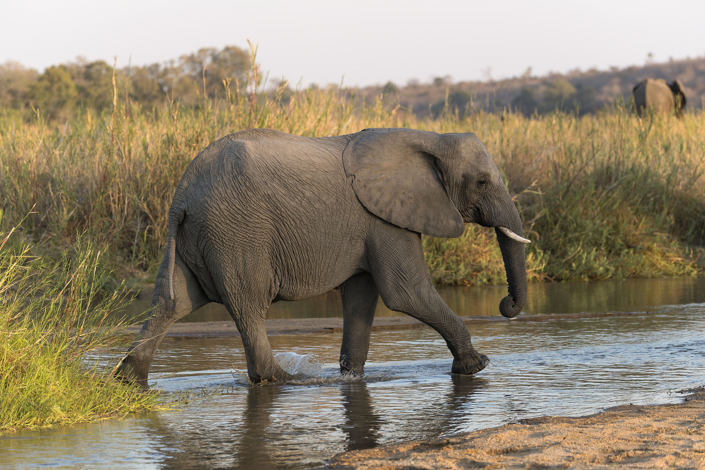 Elephant - Kruger National Park