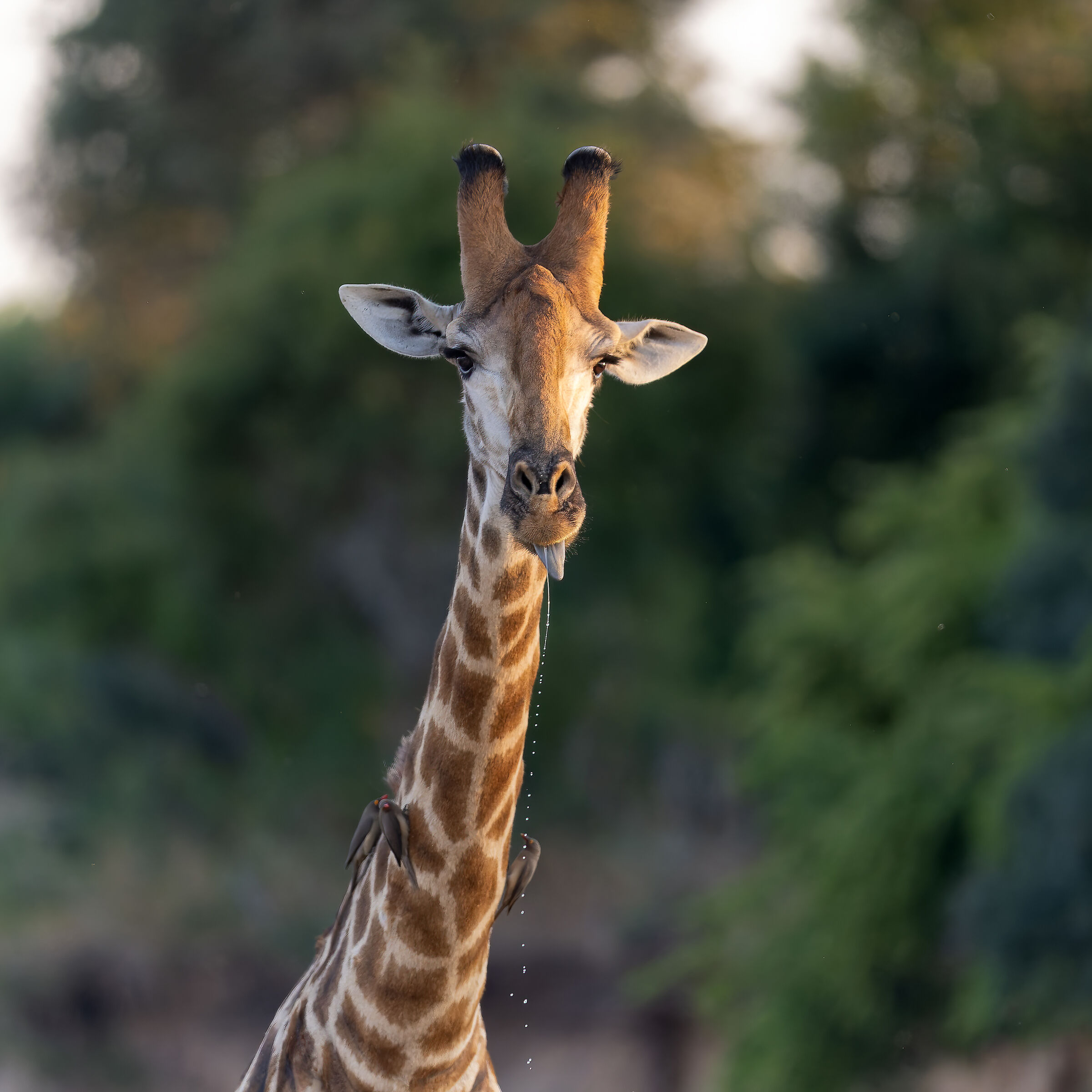Giraffe - Kruger National Park - South Africa