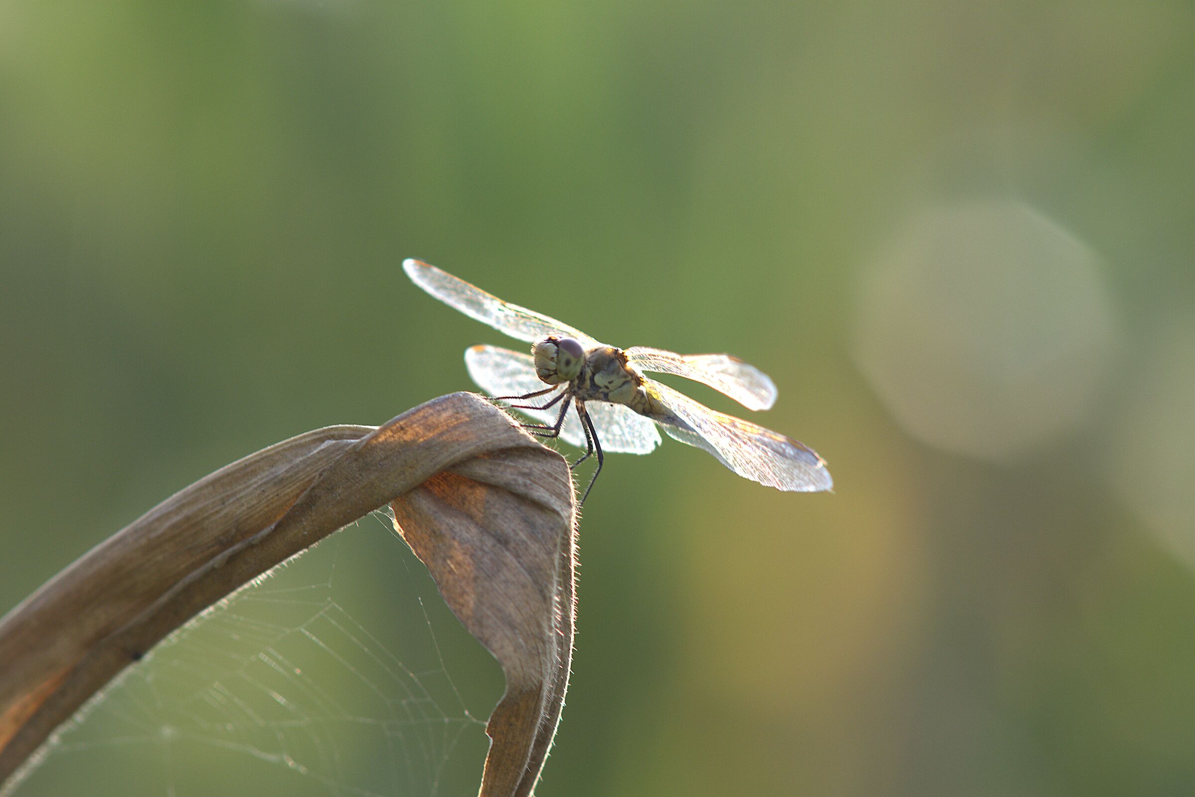 Dragonfly